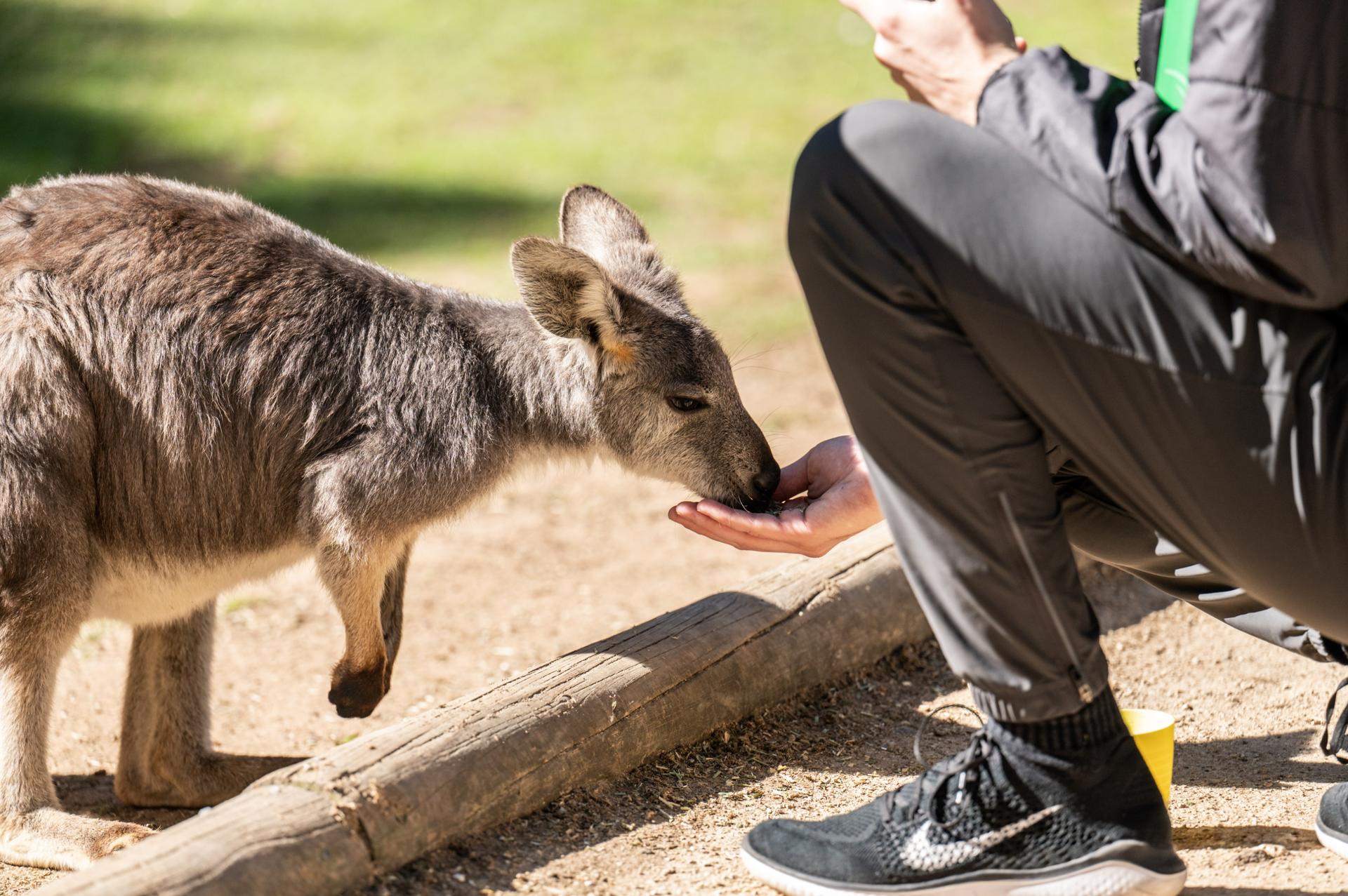 Featherdale Sydney Wildlife Park Ticket - Thumbnail 7
