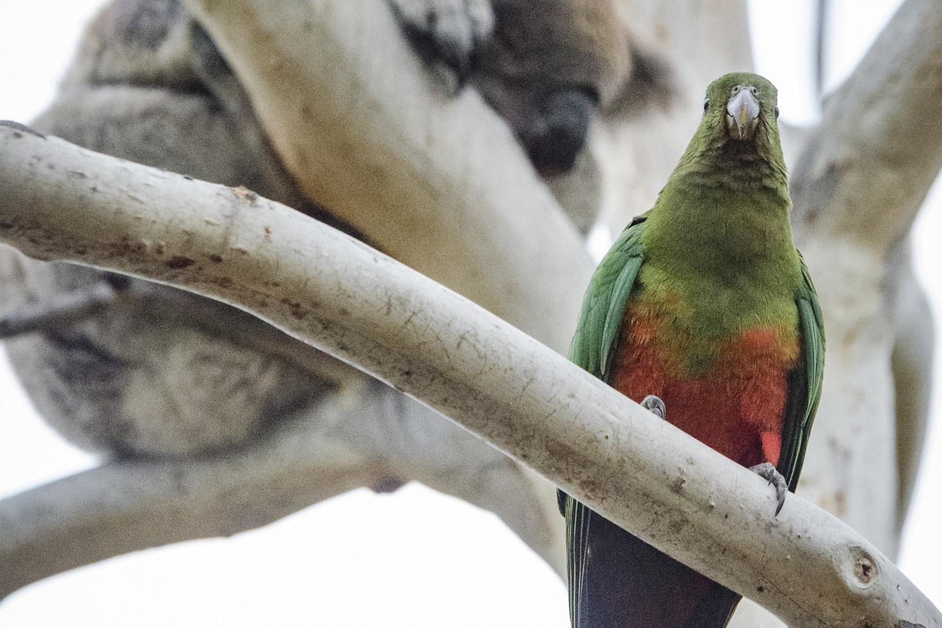 Melbourne Great Ocean Road Full-Day Nature Tour - Thumbnail 8
