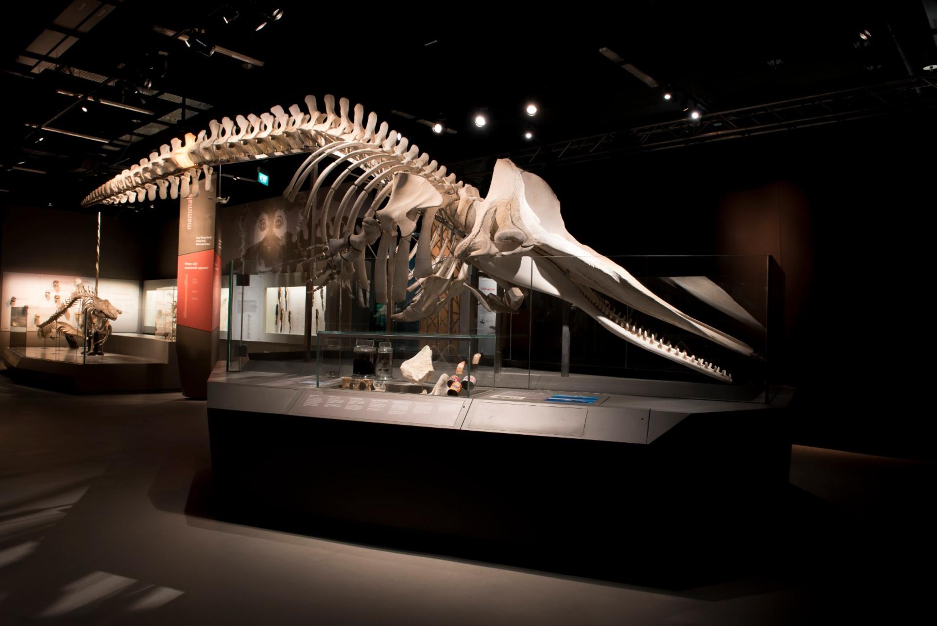 Lee Kong Chian Natural History Museum Ticket in Singapore - Thumbnail 5