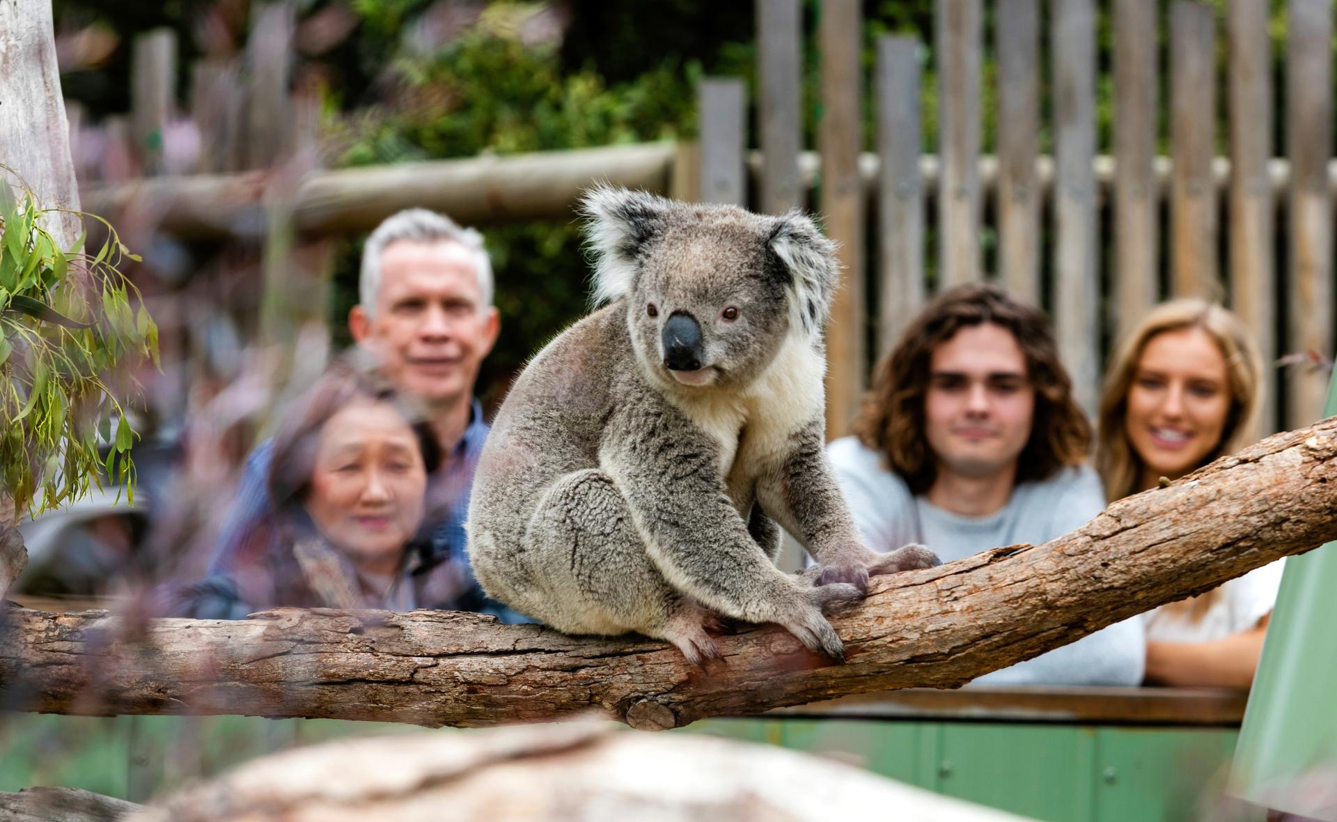 Melbourne City Highlights Private Day Tour - Thumbnail 14