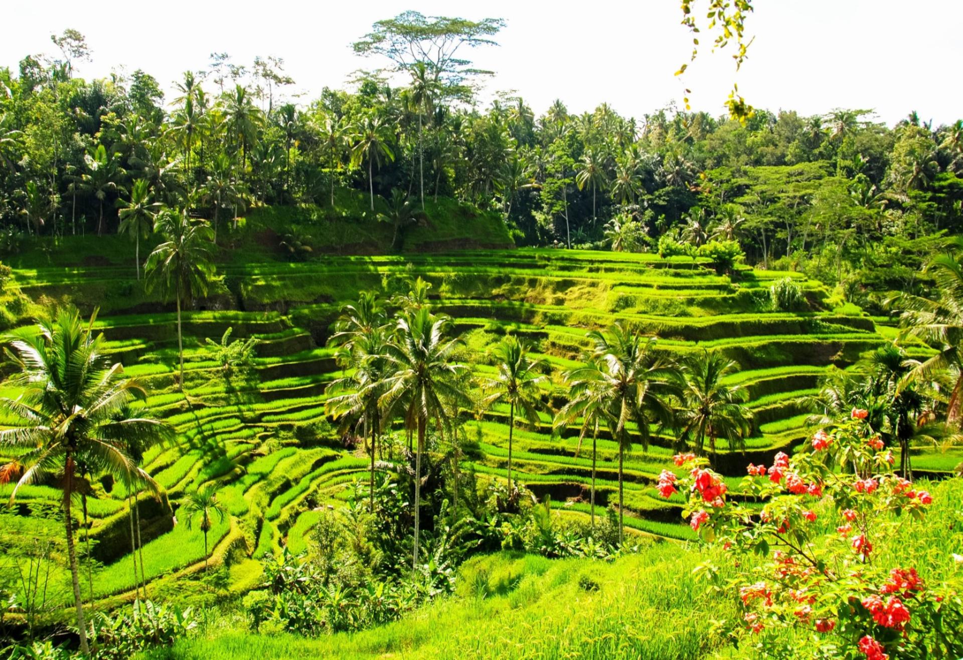 Swing, Rafting, and Ubud Tour with Korean Speaking Driver - Thumbnail 3