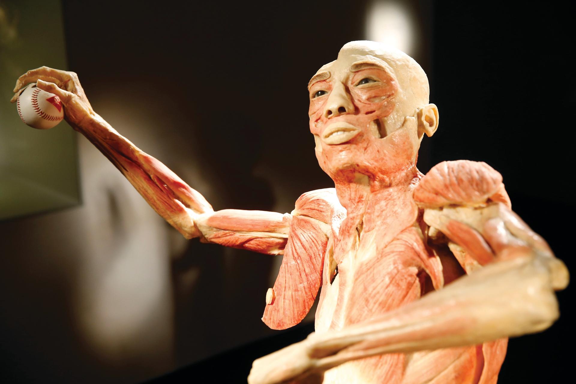 The Bodies Exhibition Ticket in Las Vegas - Thumbnail 7