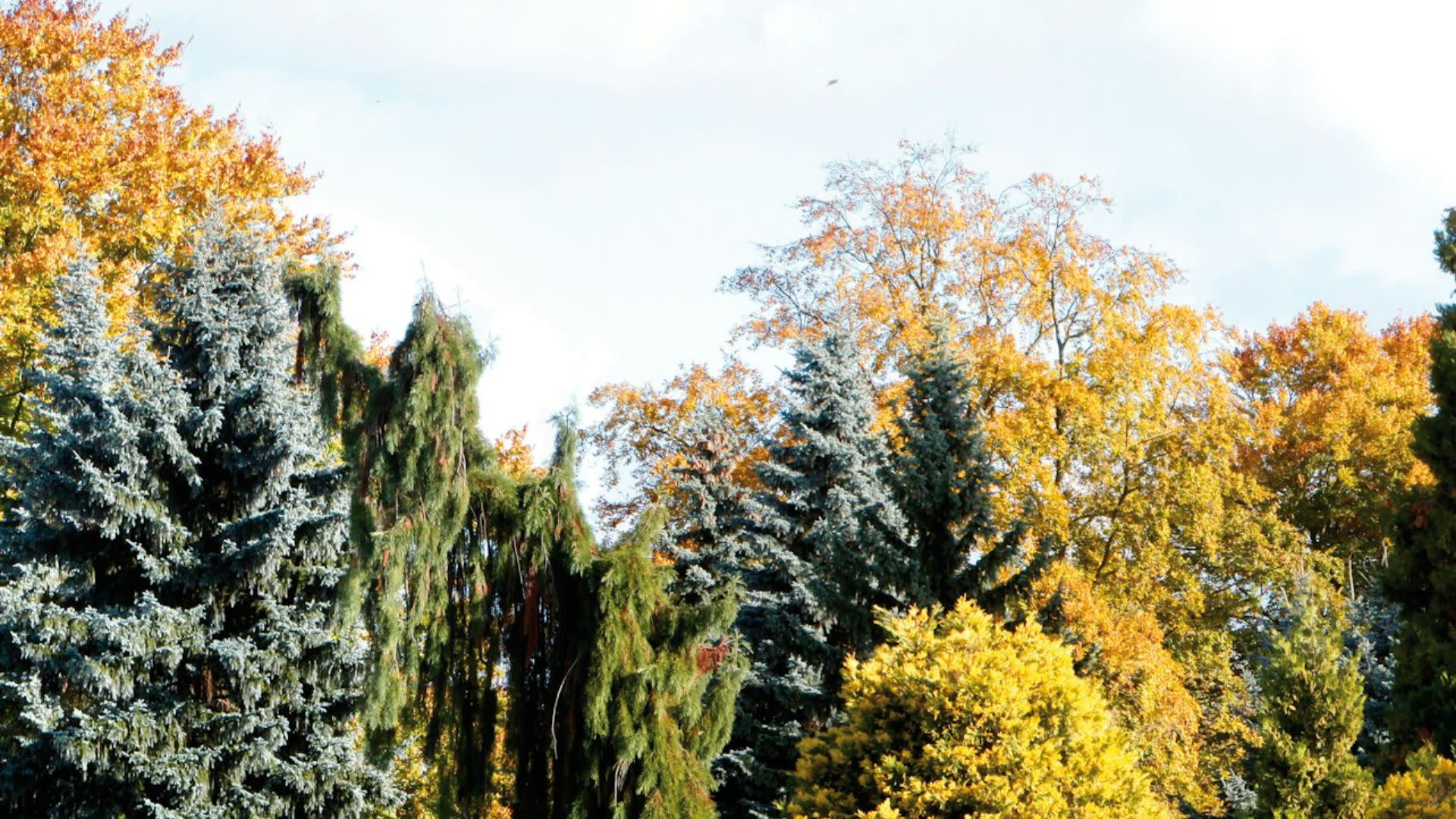 Arboretum de Versailles-Chevreloup ticket in Rocquencourt - Thumbnail 2