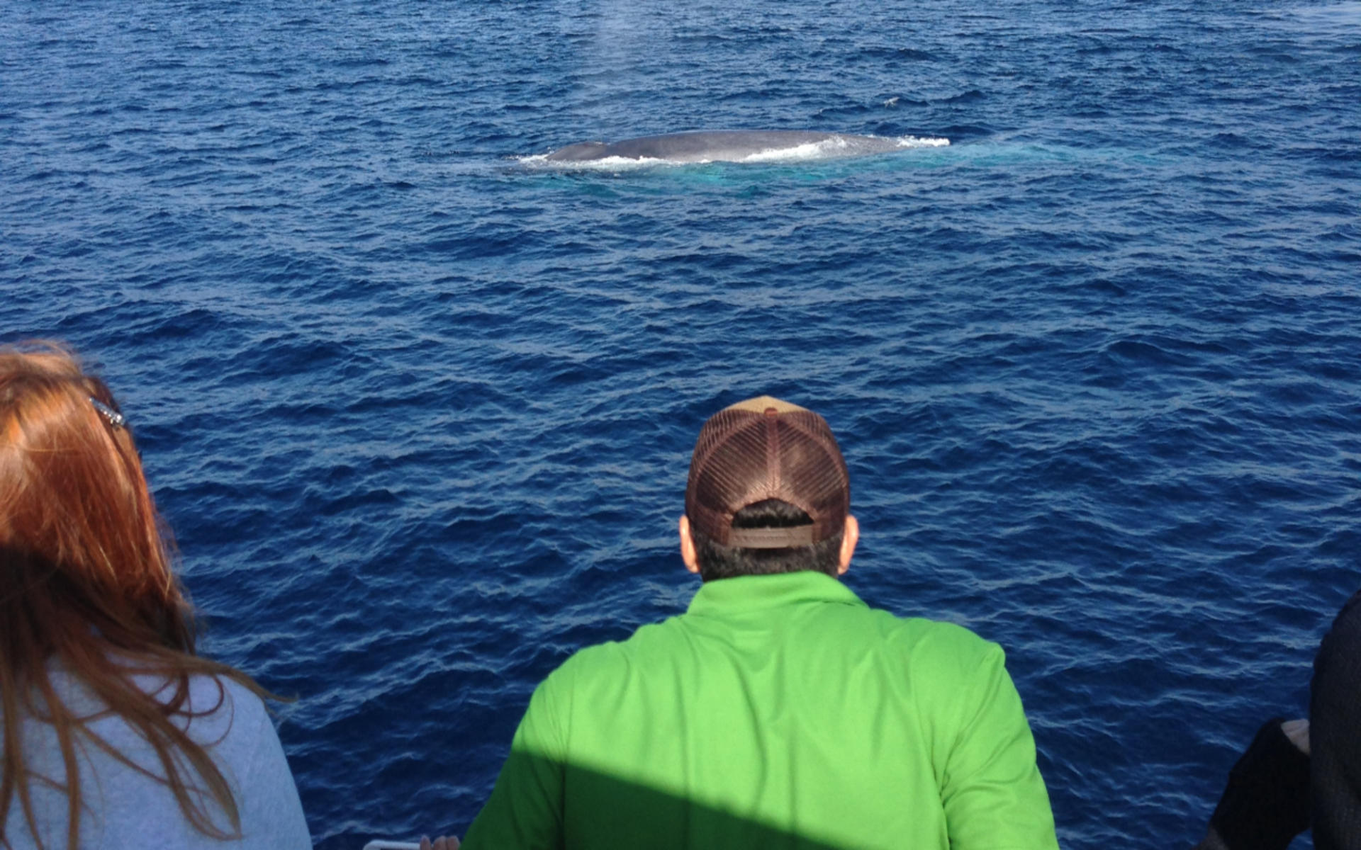 Marine Wildlife Adventure Whale & Dolphin Watching from Long Beach - Thumbnail 4
