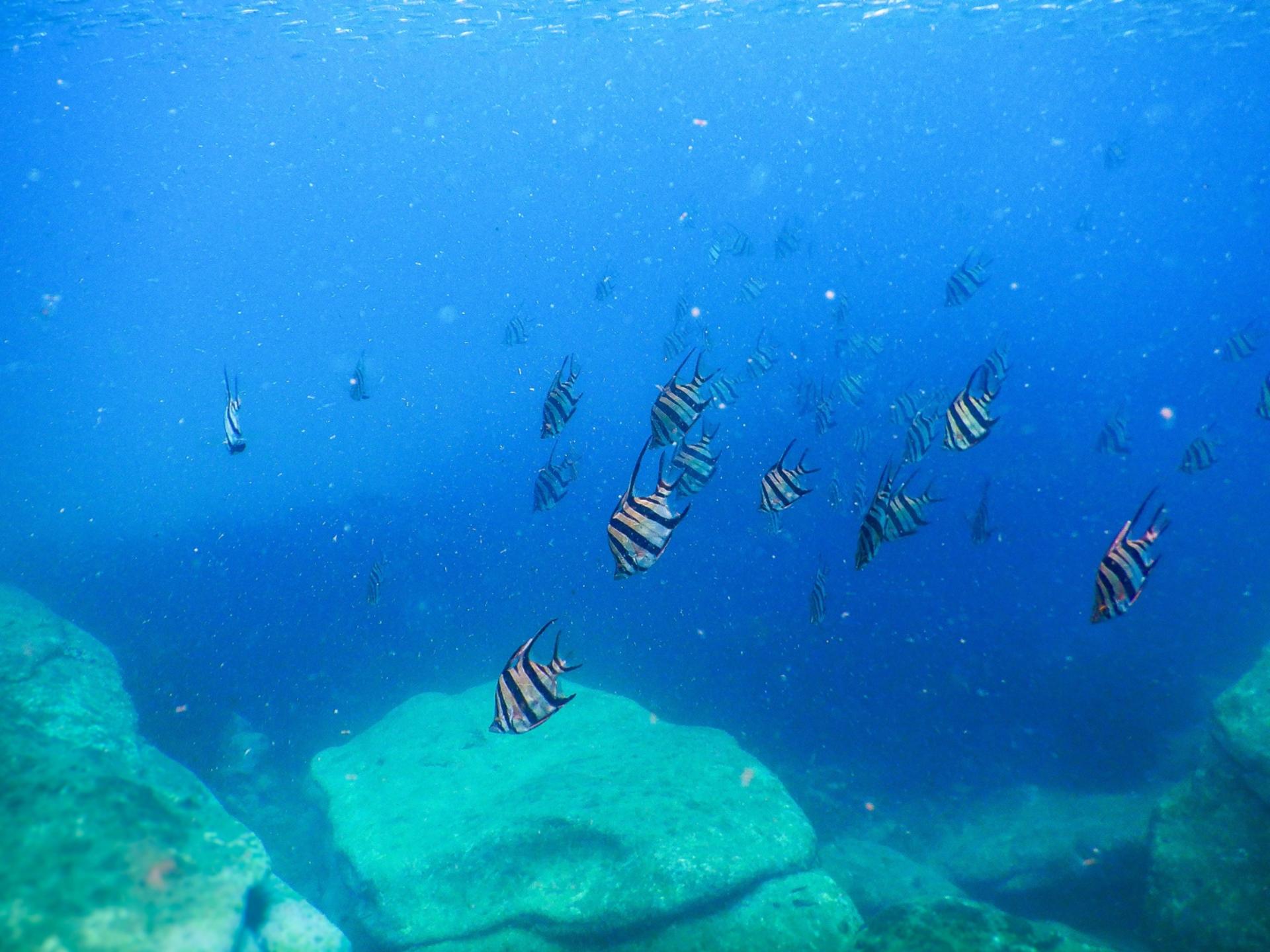 Private Snorkeling Tour In Sydney's Marine - Thumbnail 4
