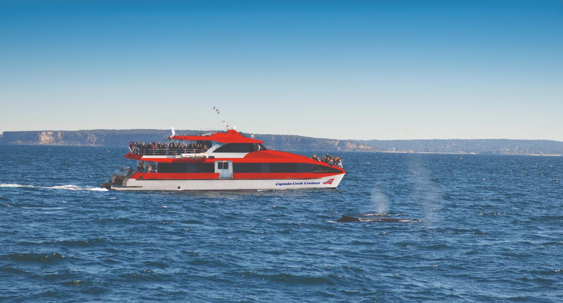 Sydney Whale Watching Cruise by Captain Cook - Thumbnail 6
