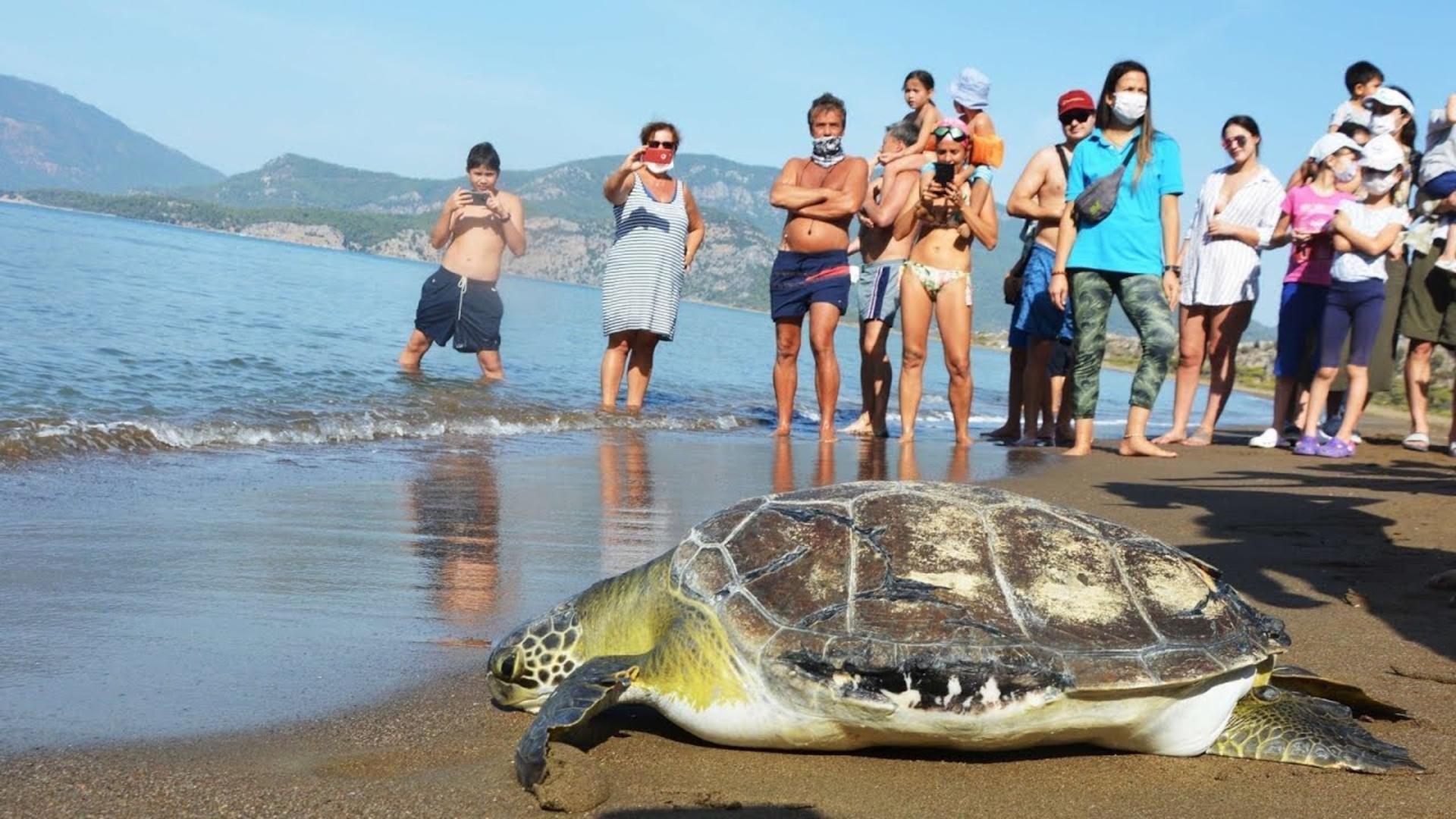 Marmaris Turtle Beach & Mud Bath Full-Day Boat Tour with Transfers - Thumbnail 19