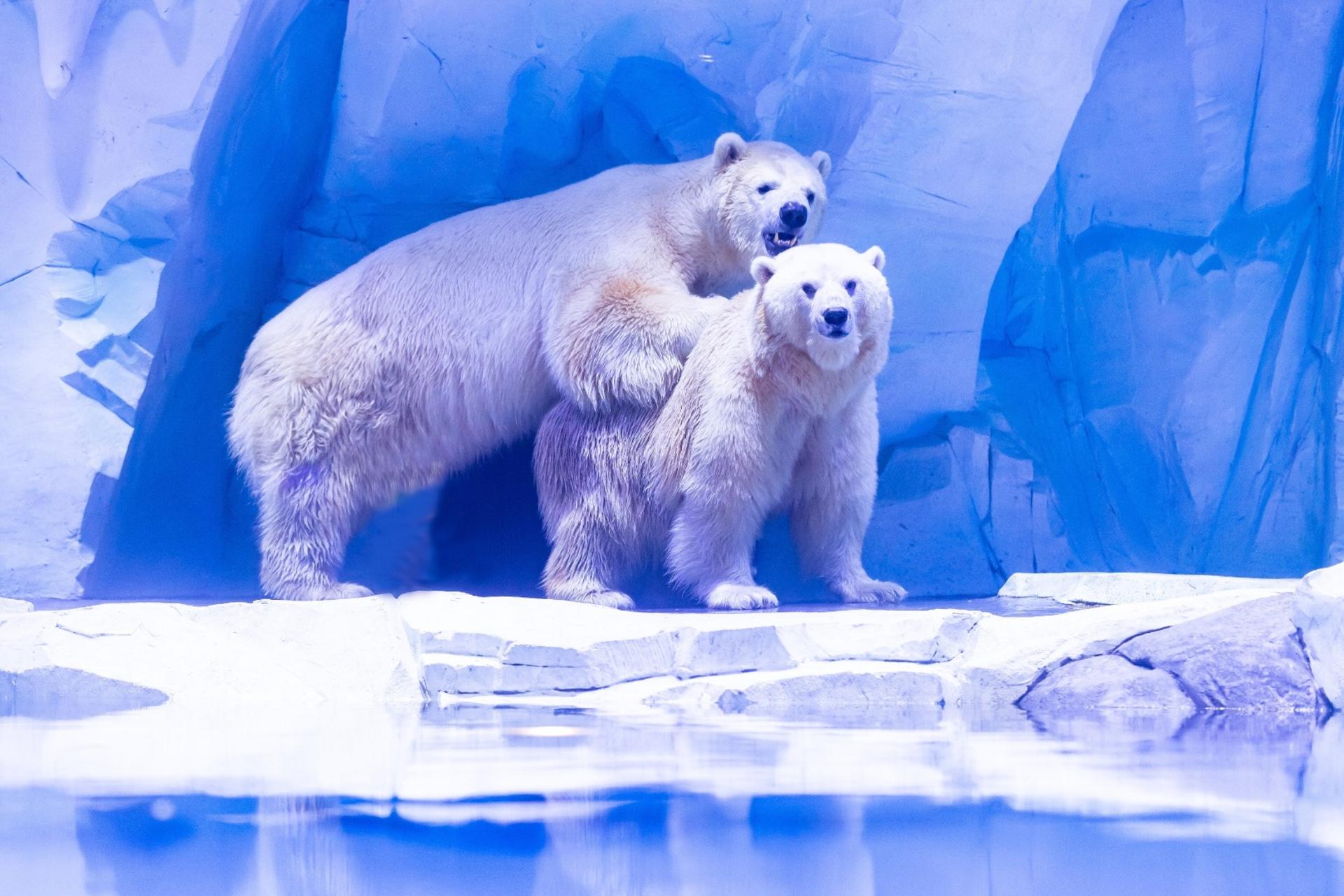 Shanghai Haichang Ocean Park Ticket - Thumbnail 10