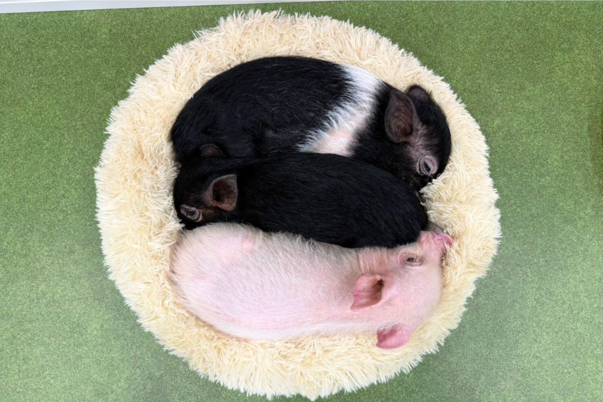 Micro Pig Cafe Experience in Osaka – Meet & Play at Buta Goya - Thumbnail 6