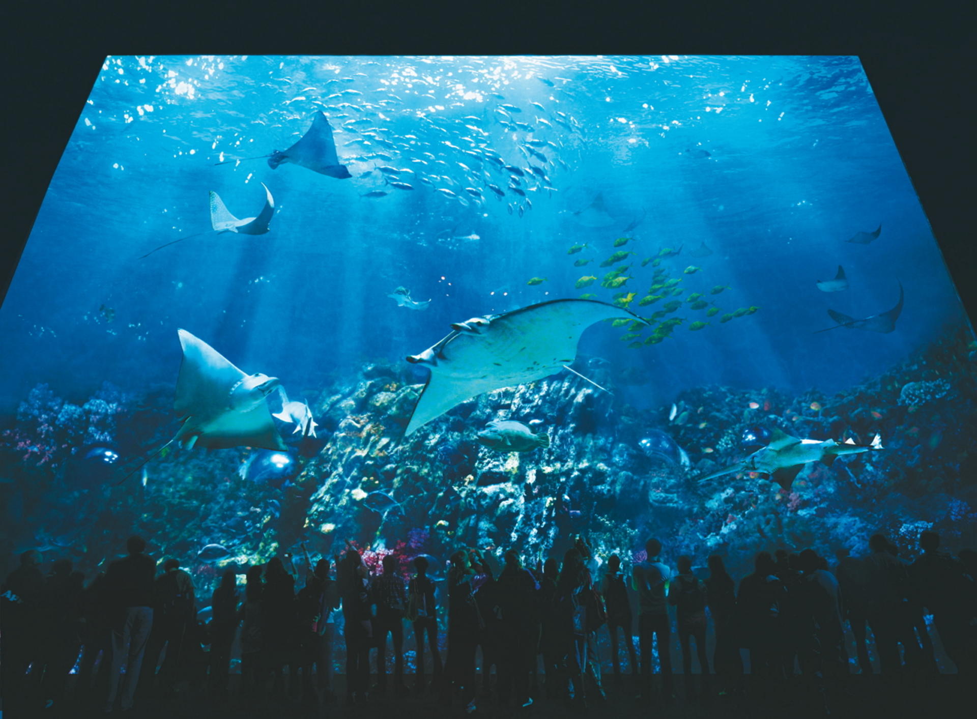 Ocean Park Full-Day Adventure with Transfers & Tickets - Thumbnail 2