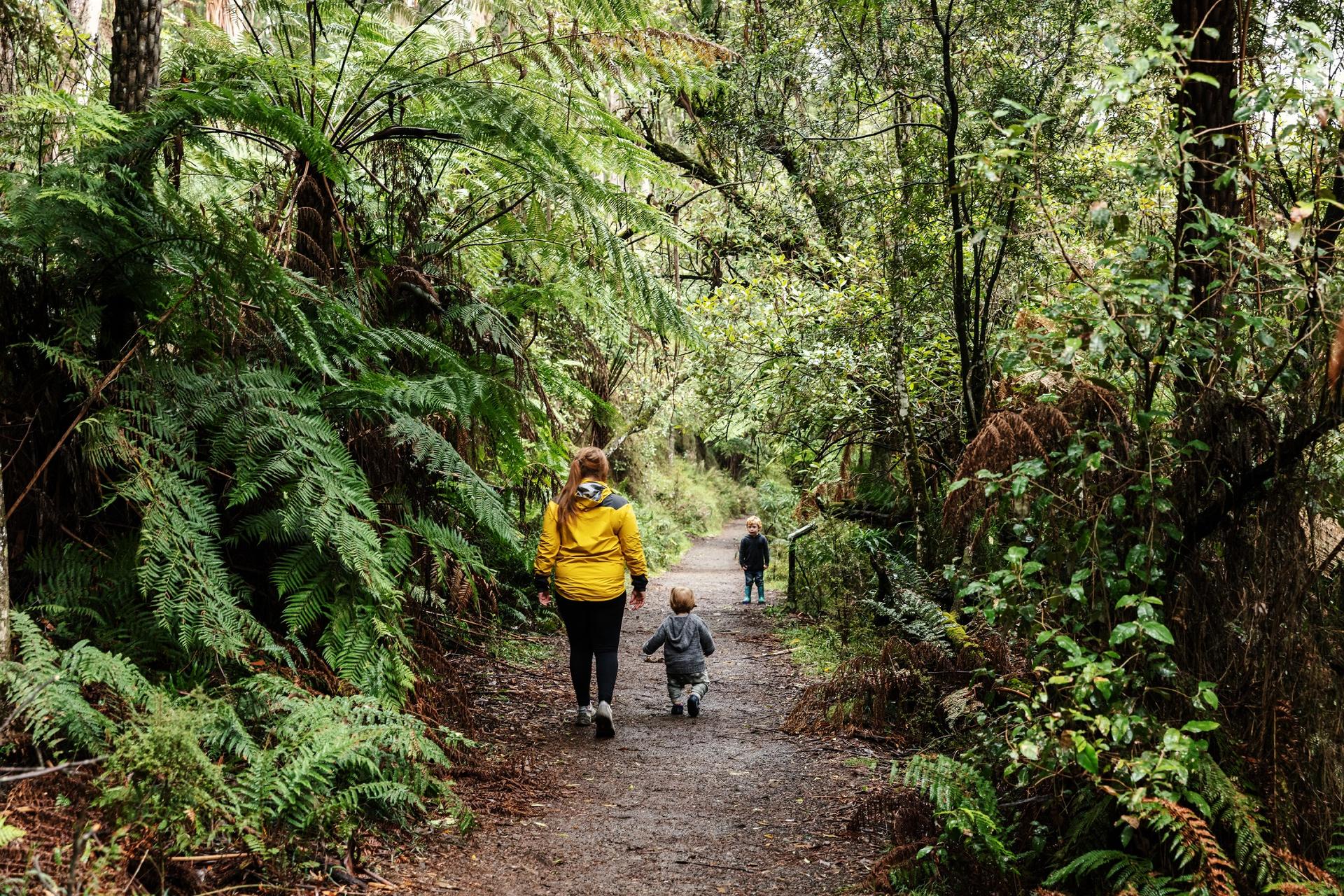 Puffing Billy Rainforest Guided Tour - Thumbnail 2