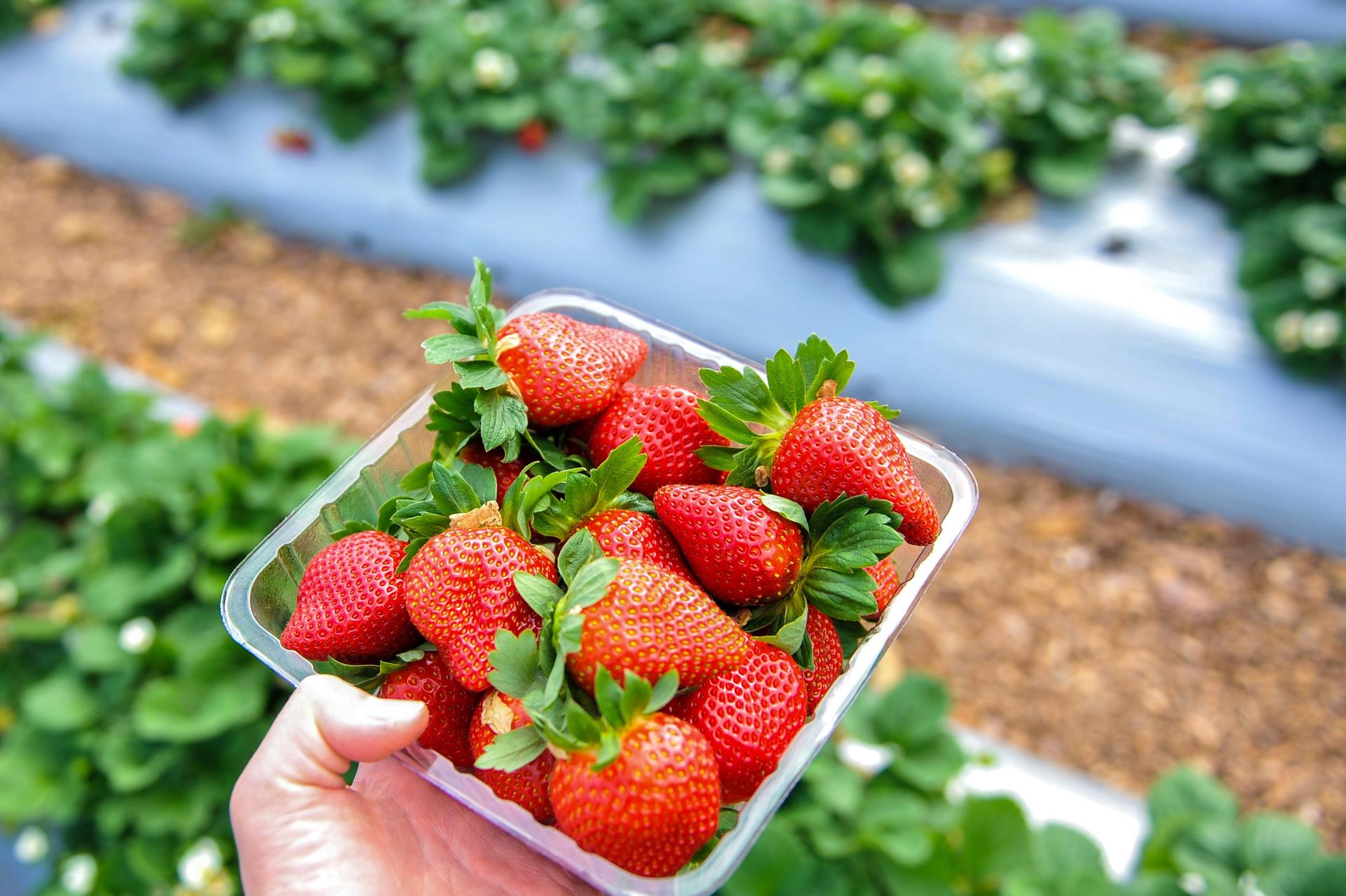 Private Group Mornington Peninsula Food Trail Tour - Thumbnail 4