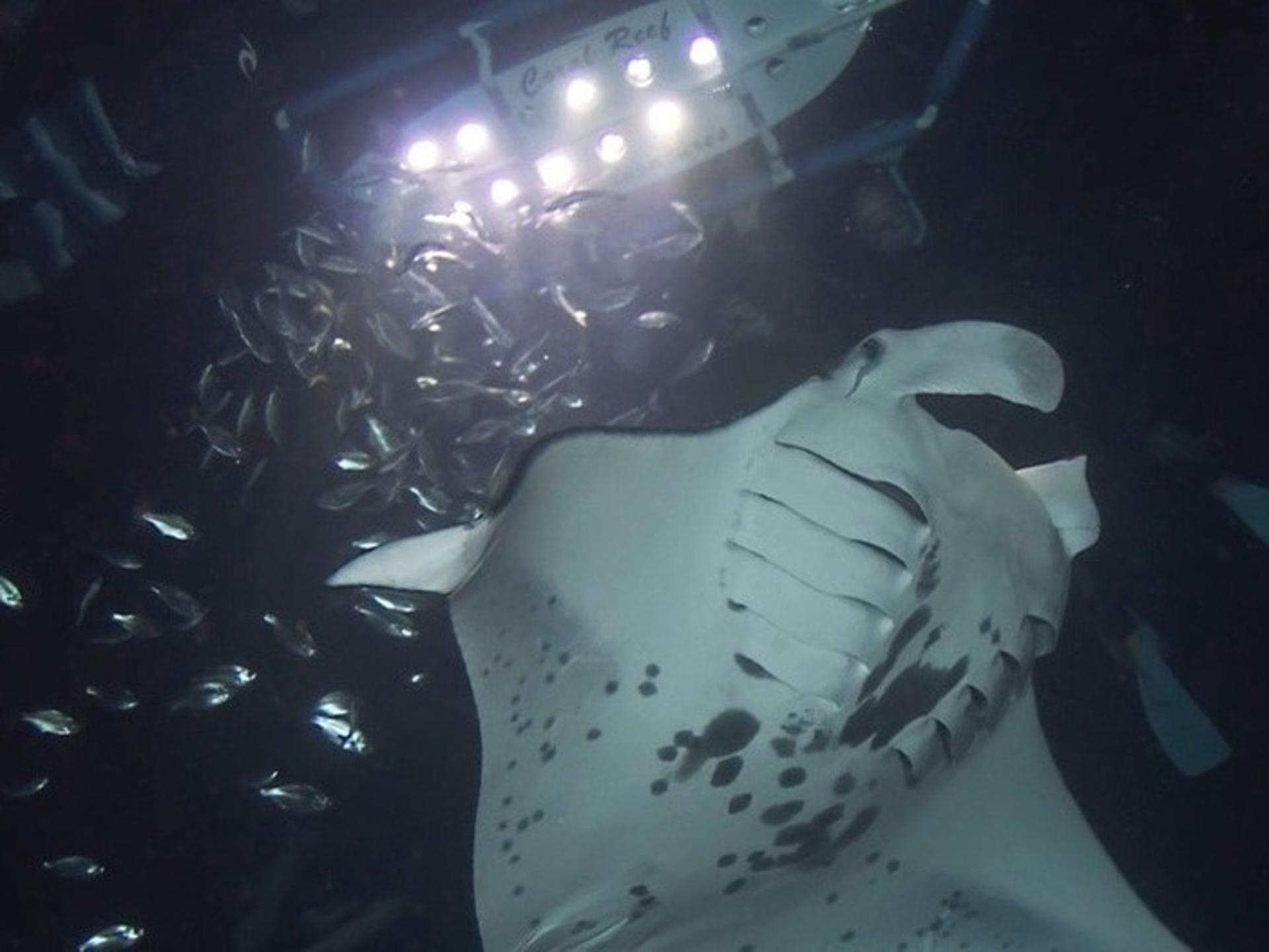 Manta Ray Night Snorkeling in Big Island - Thumbnail 6