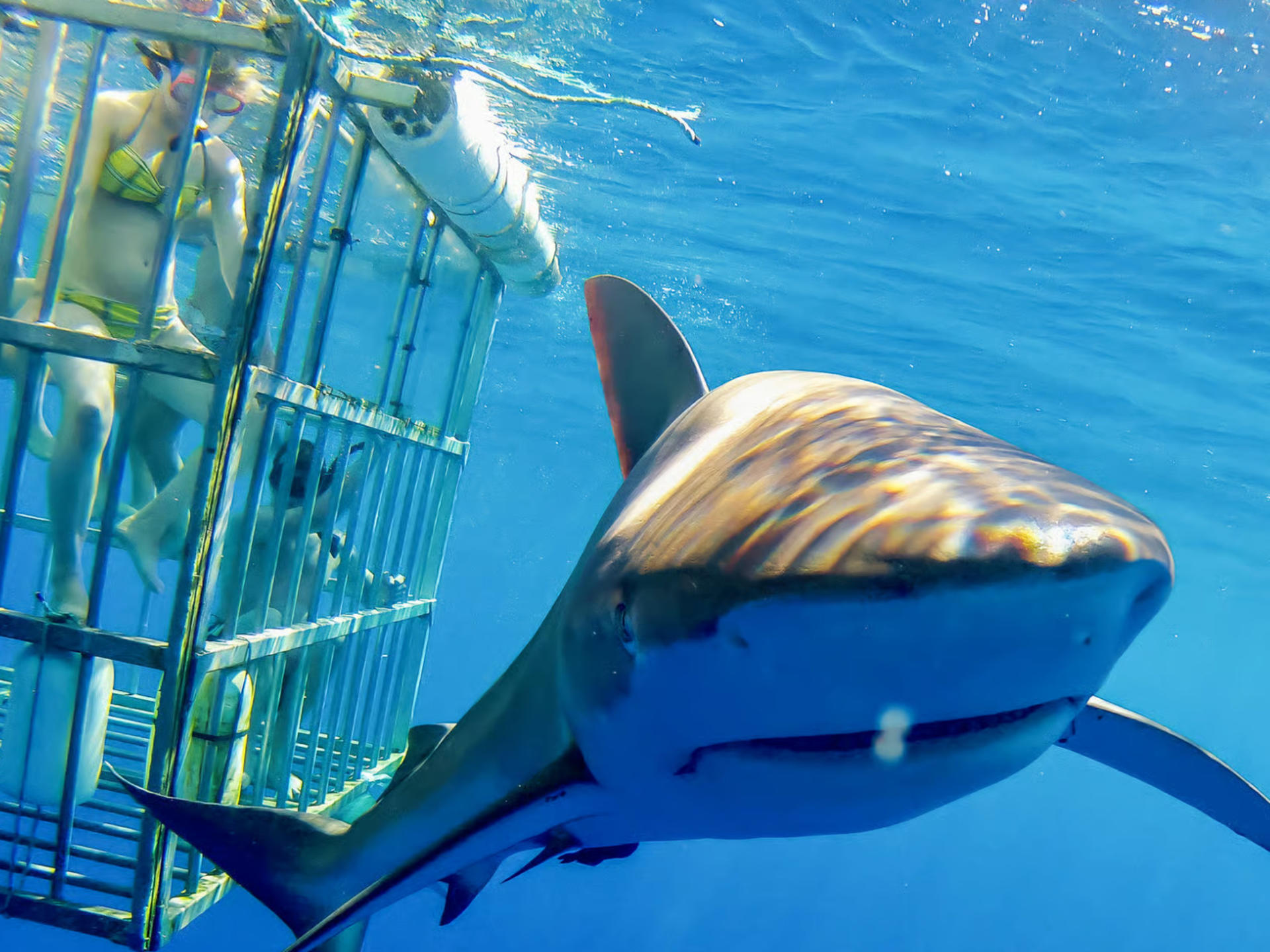 North Shore Shark Cage Diving Adventure in Oahu - Thumbnail 6