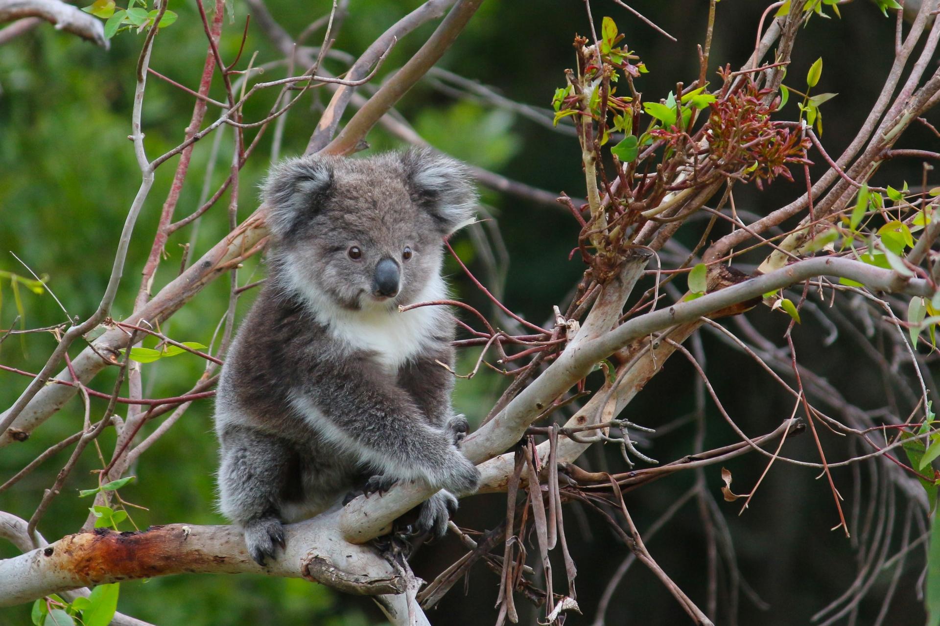 Wildlife Wonders Great Ocean Road   - Image 1