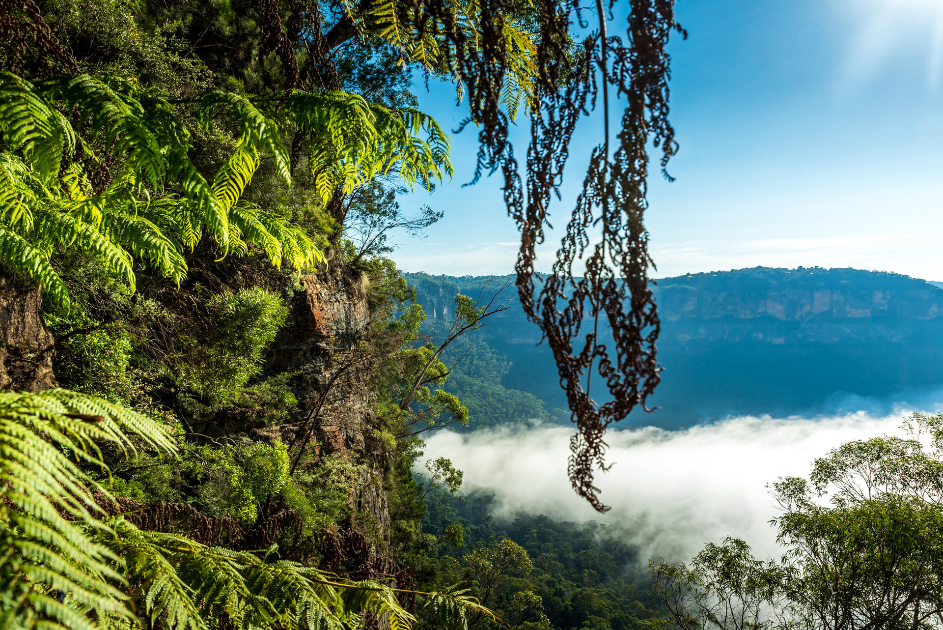 Splendors of Nature on a Blue Mountains Adventure Small Group Tour - Thumbnail 2