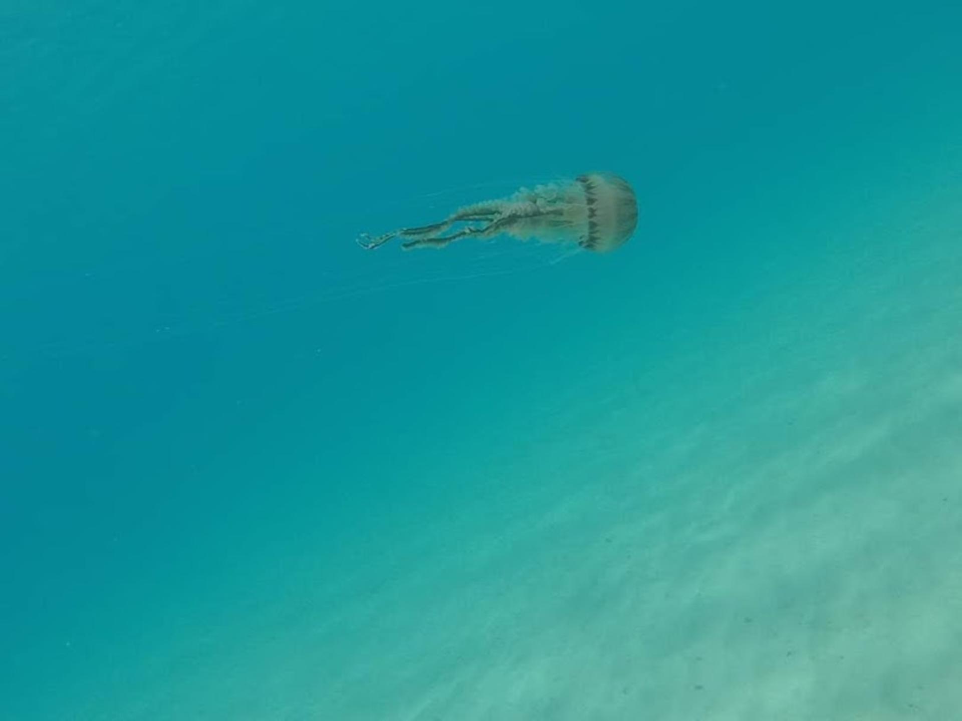 PADI DSD in Thessaloniki with PADI 5 Star Dive Center - Thumbnail 3