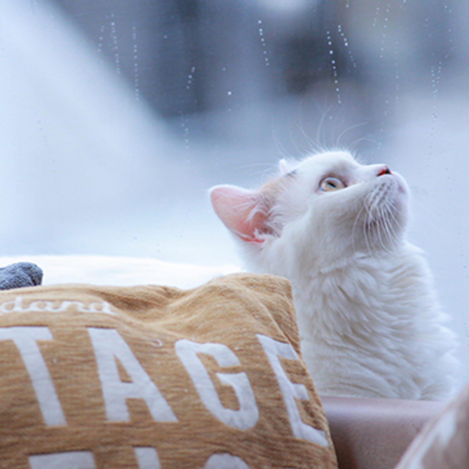 Cat Cafe MOCHA  (Shibuya Center-gai) - Thumbnail 4