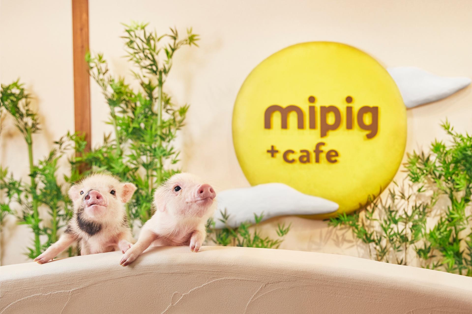 Micro Pig Cafe Experience in Osaka - Image 1
