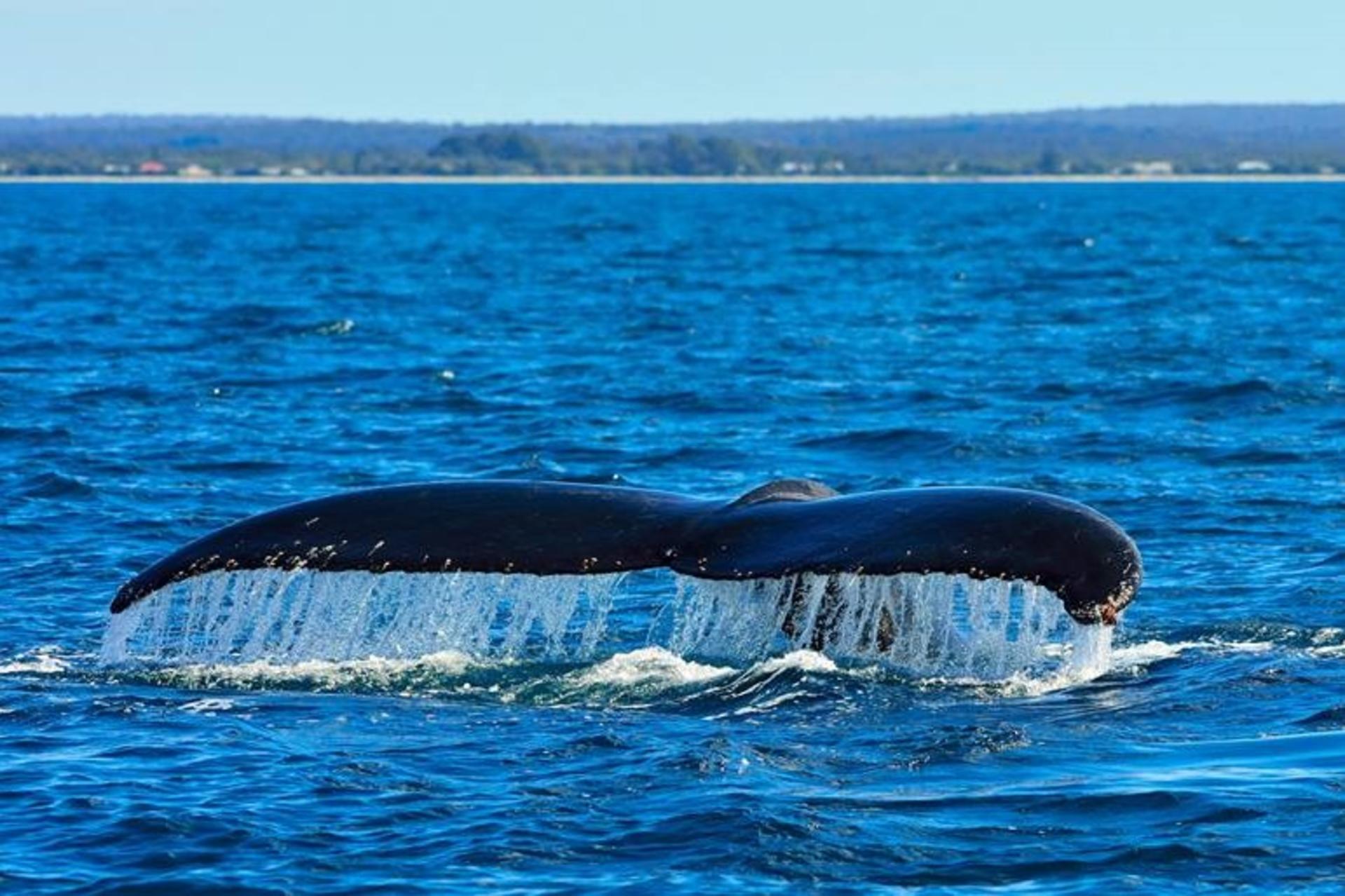 Whale Watching Tours from Perth & Margaret River - Thumbnail 11