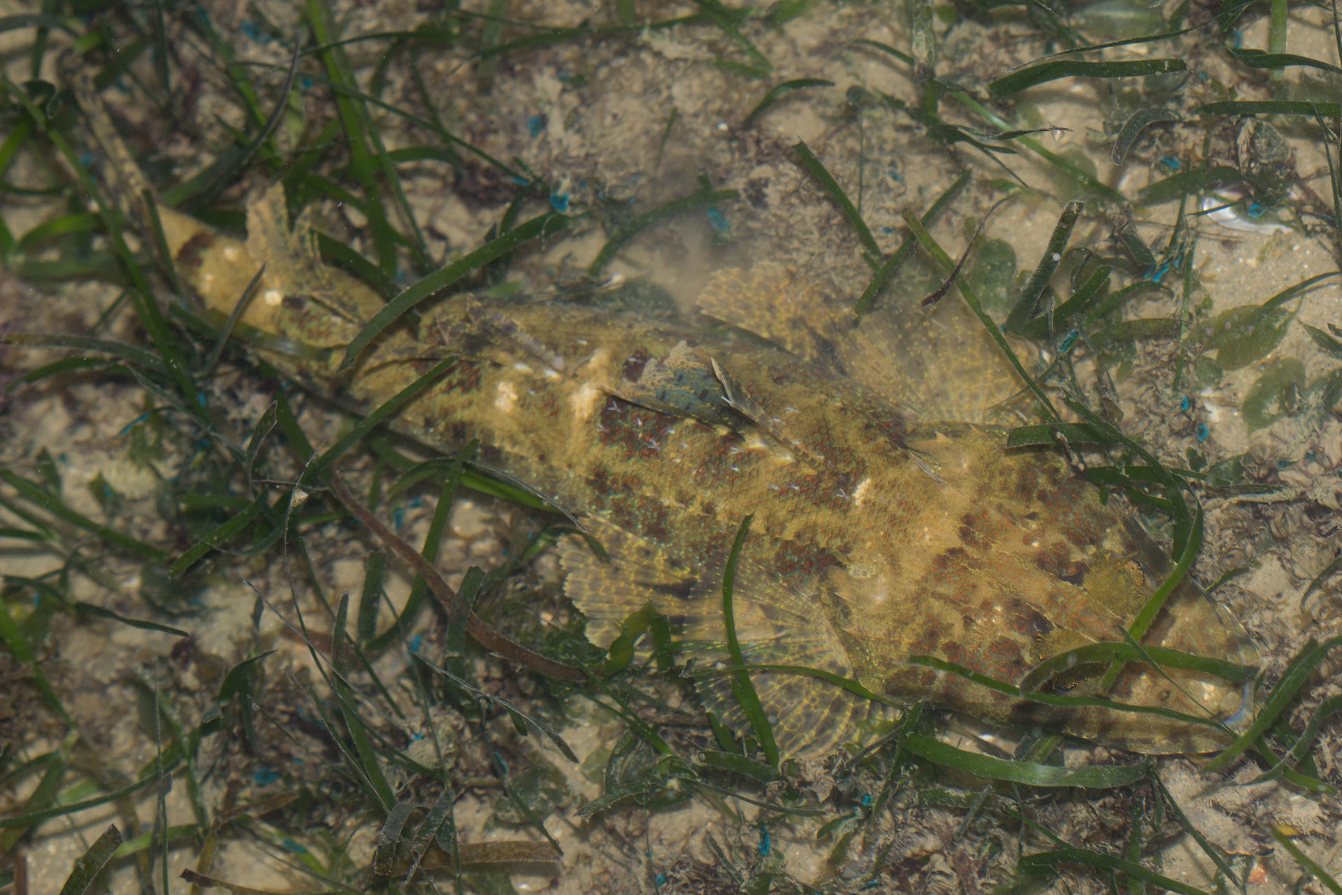 Experiential Intertidal Exploration by The Untamed Paths - Thumbnail 20