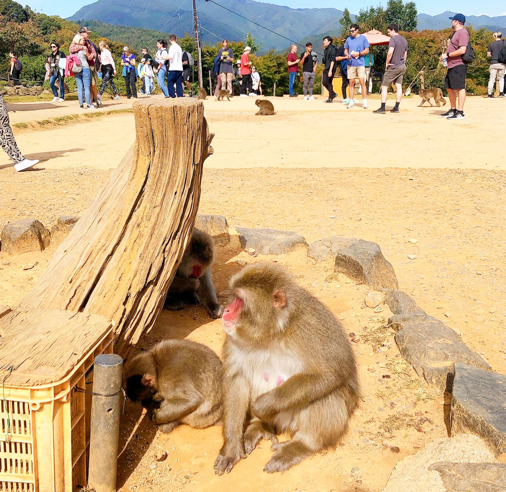 Kyoto, Arashiyama, Nara: Sagano Scenic Railway, Bamboo Forest Path, Yuzen Forest of Light, Nara Park, Fushimi Inari Shrine, Chiikawa Store Visit Day Trip | Departure from Osaka - Thumbnail 20