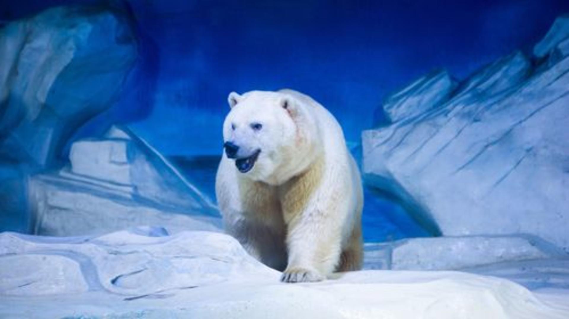 Chengdu Polar Ocean Park - Thumbnail 2