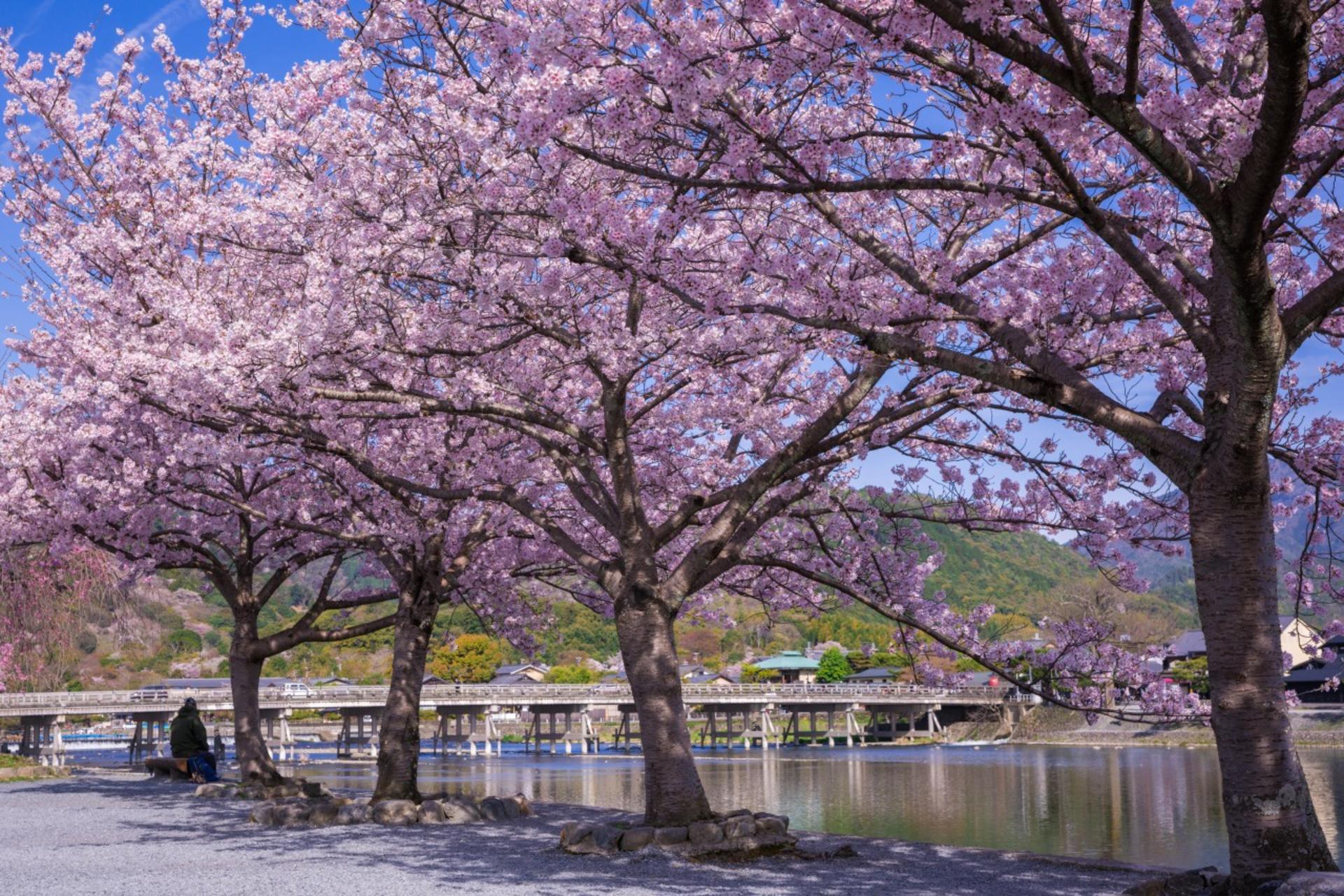 Kyoto Arashiyama Scenic & Cultural Exploration and Nara Adorable Deer Fun Experience Day Tour - Thumbnail 34