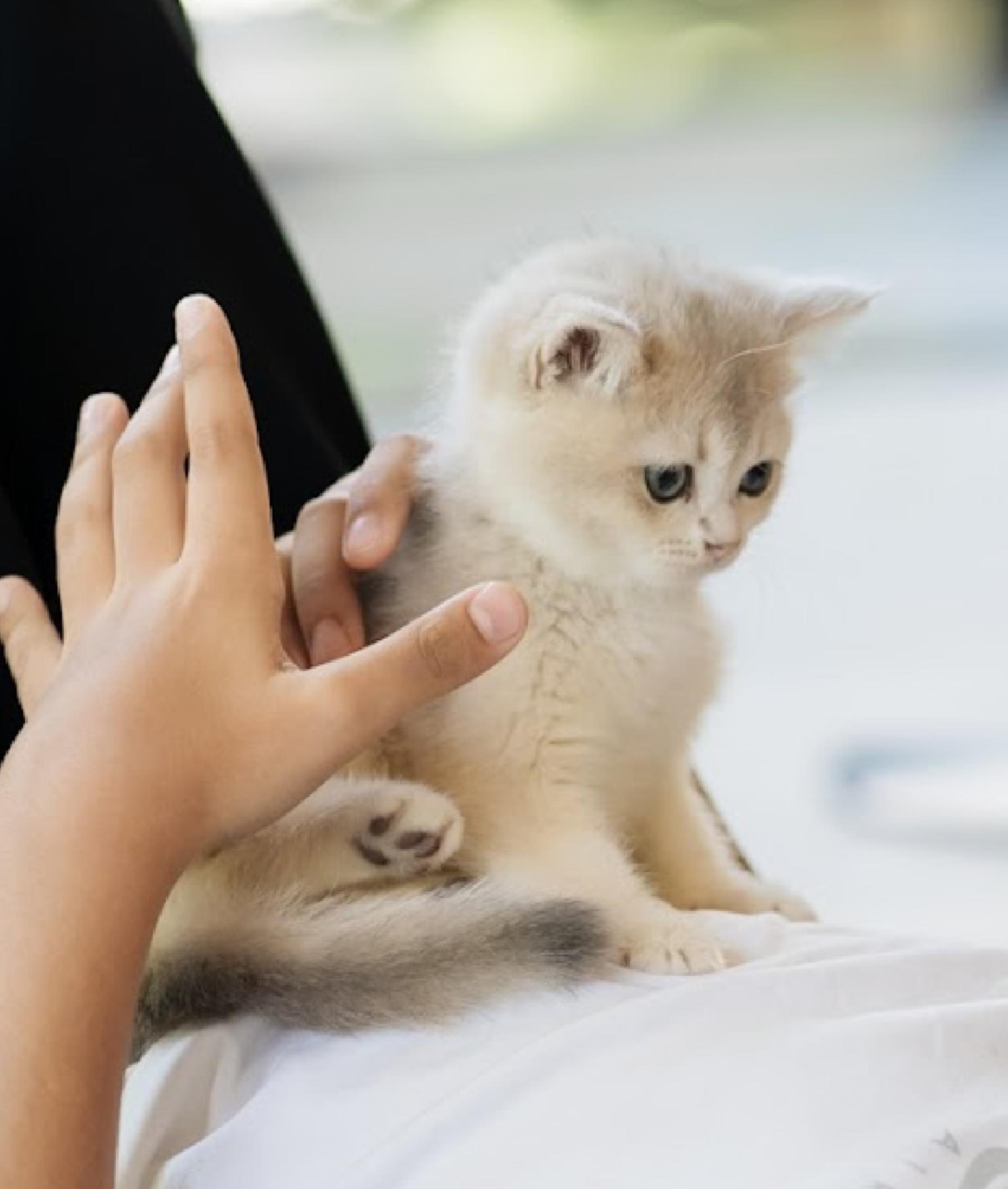Puppy & Kitten Yoga Therapy with Photo Experience in Bangkok - Thumbnail 30