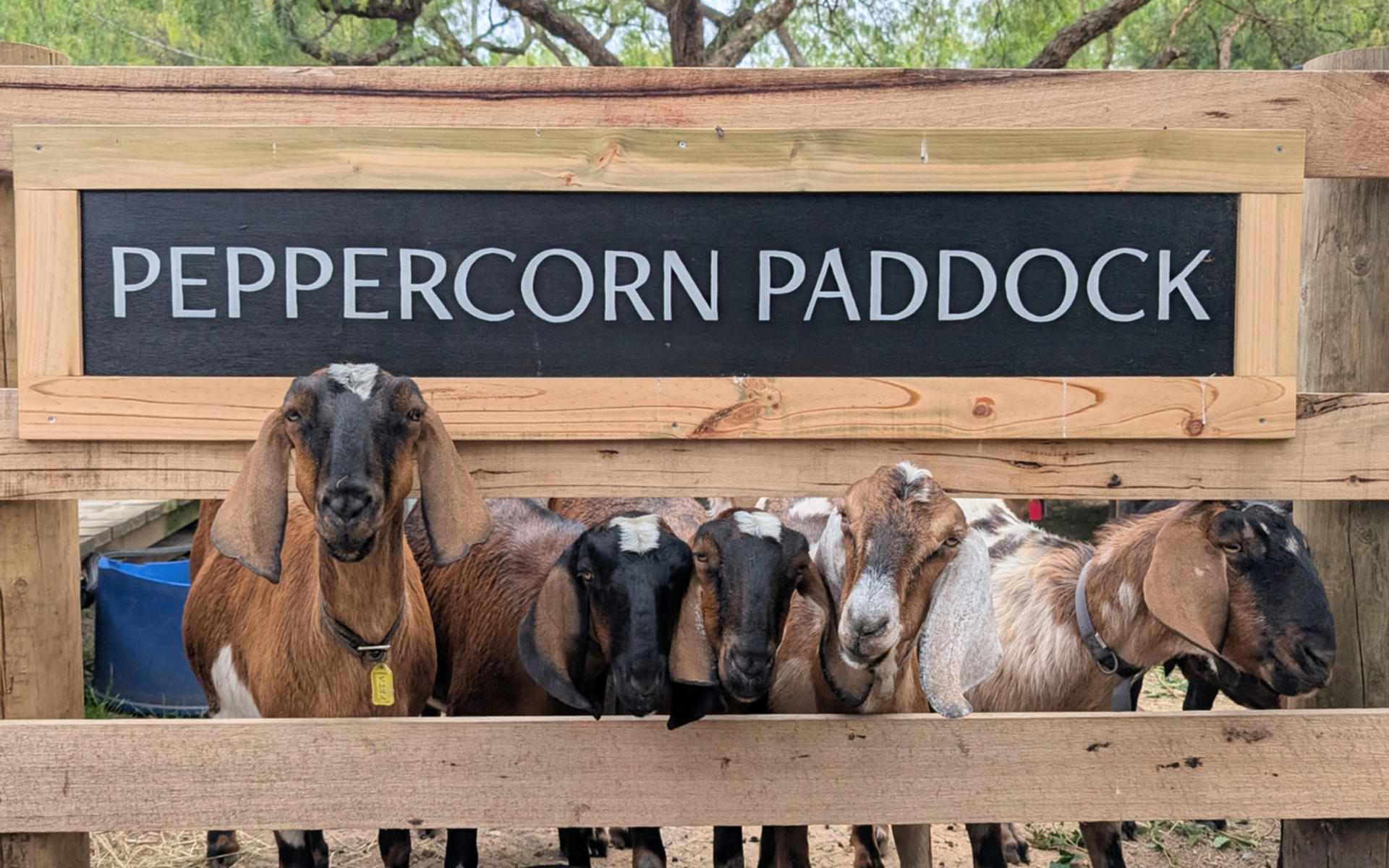 Collingwood Children's Farm Ticket - Image 1