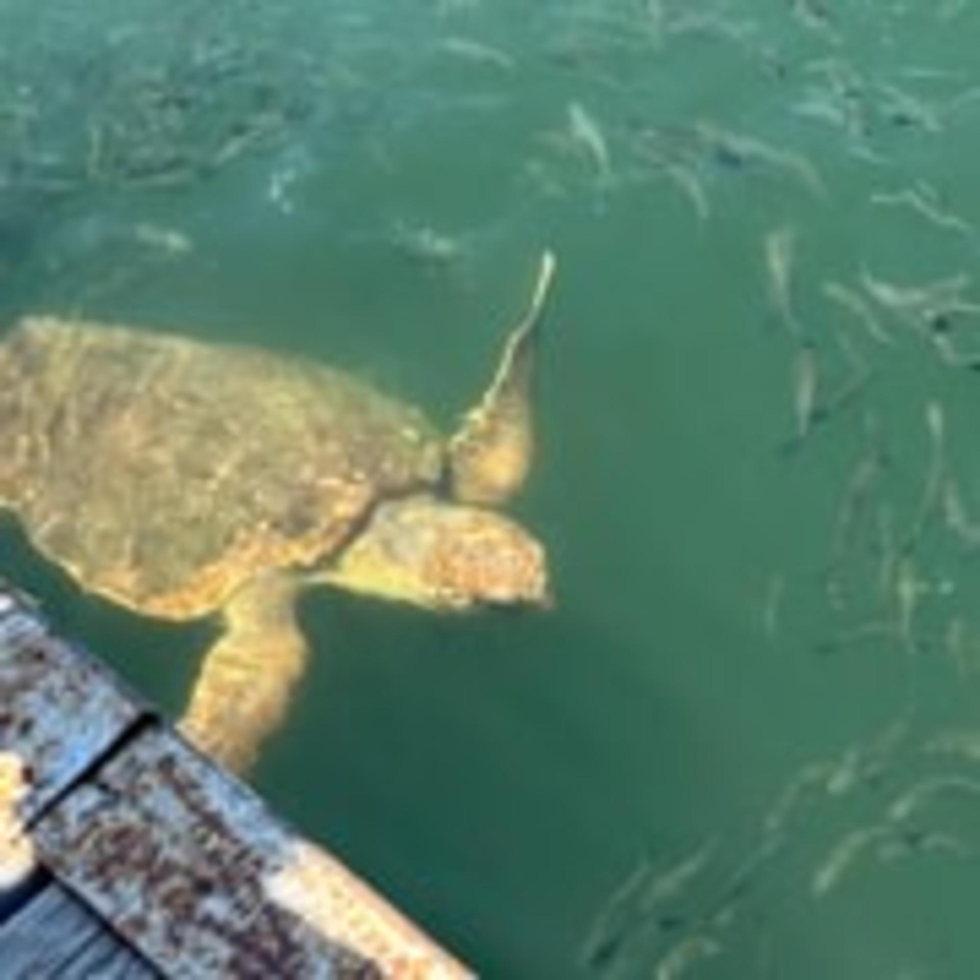 Marmaris Turtle Beach & Mud Bath Full-Day Boat Tour with Transfers - Thumbnail 28