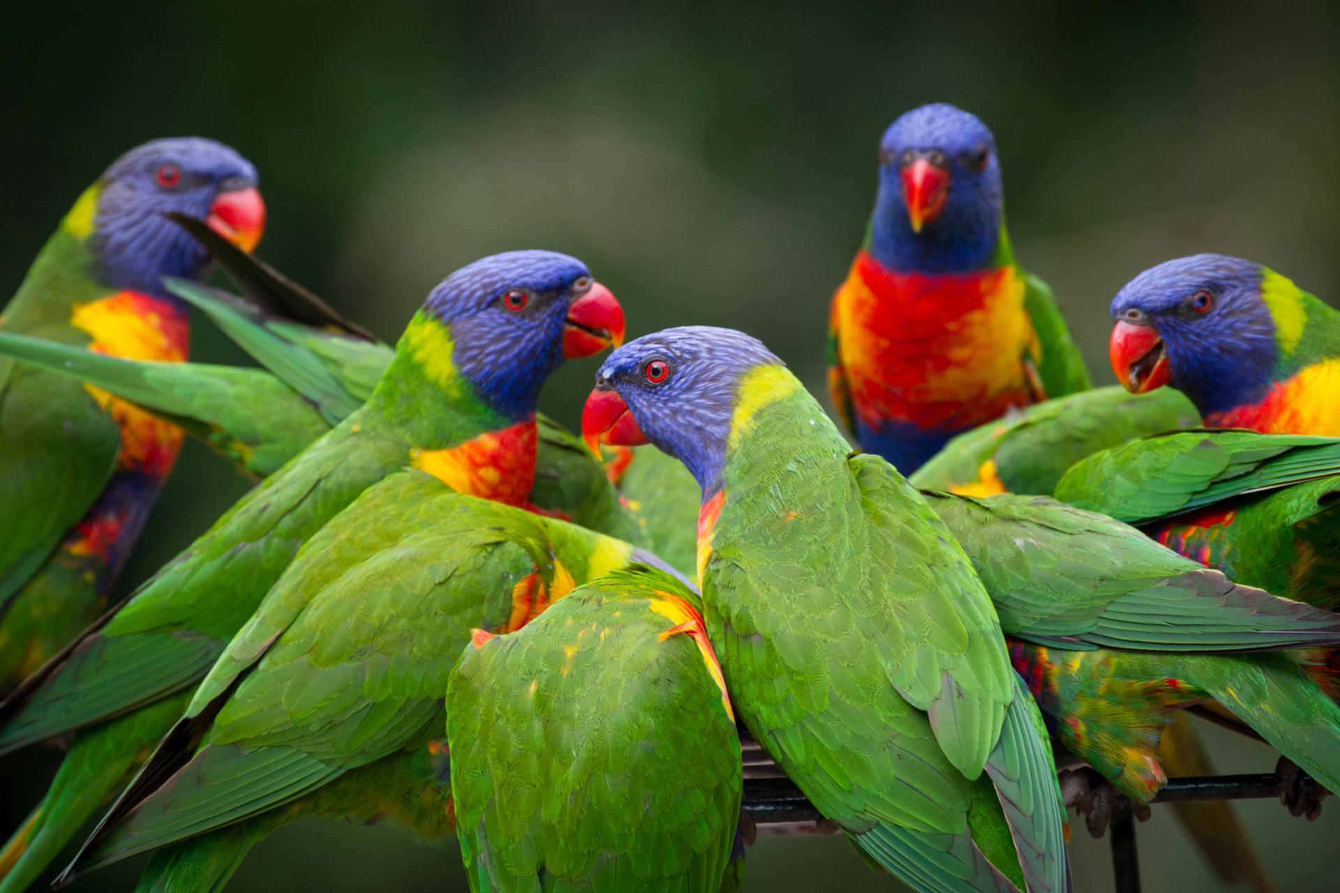 Currumbin Wildlife Sanctuary Ticket - Thumbnail 13
