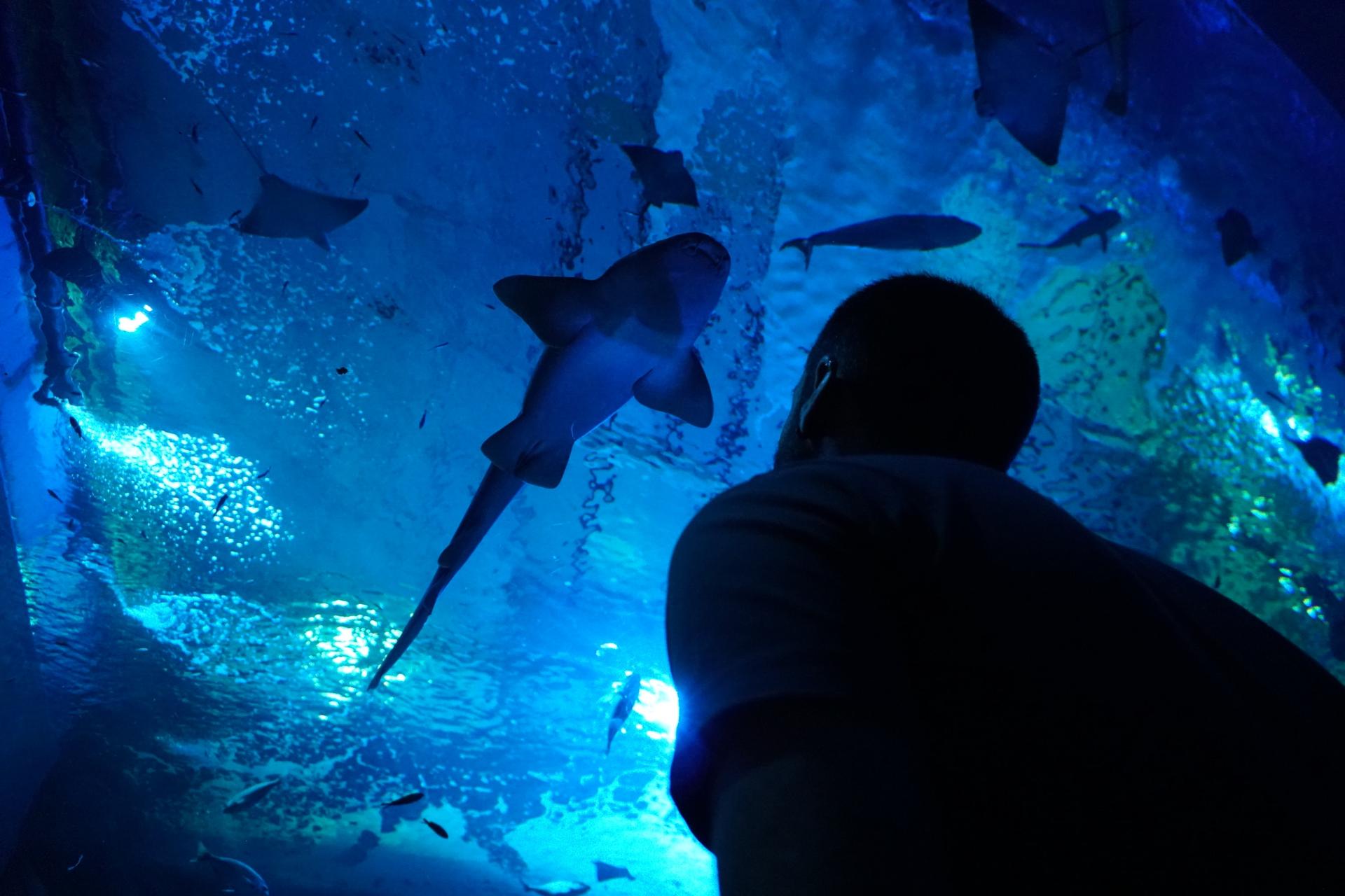 Seville Aquarium Ticket in Spain - Thumbnail 3