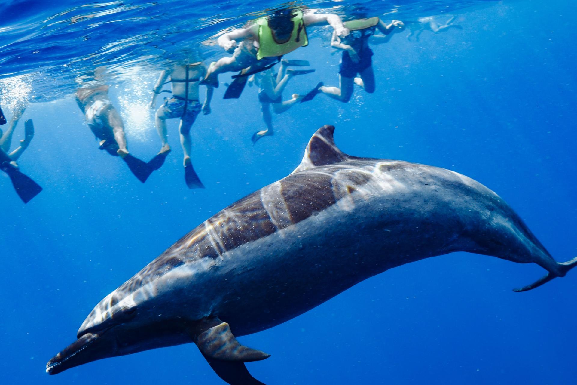 Dolphin Swim and Snorkel With Ocean Activities in Oahu - Thumbnail 2
