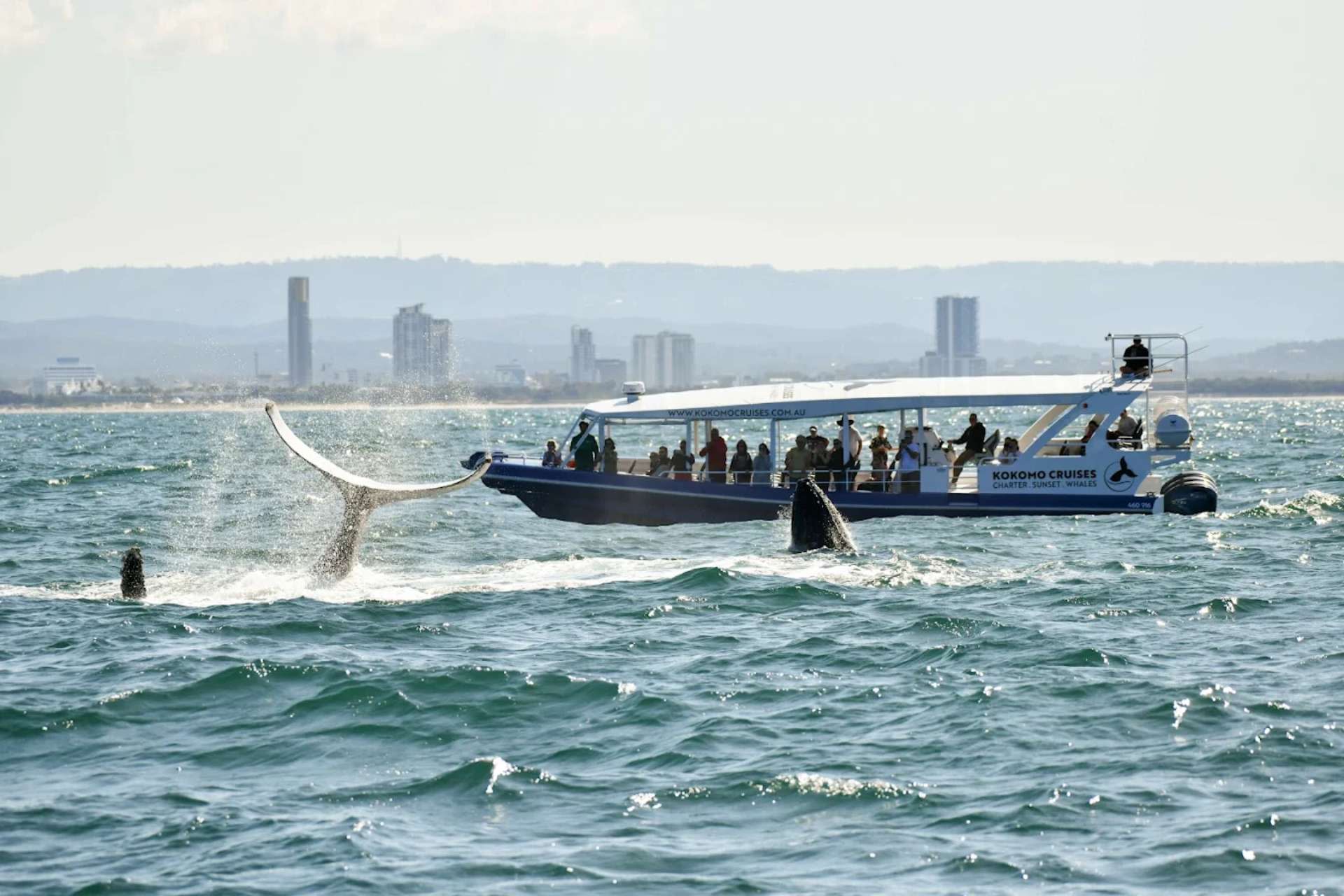 Whale Watching Experience Gold Coast - Thumbnail 2