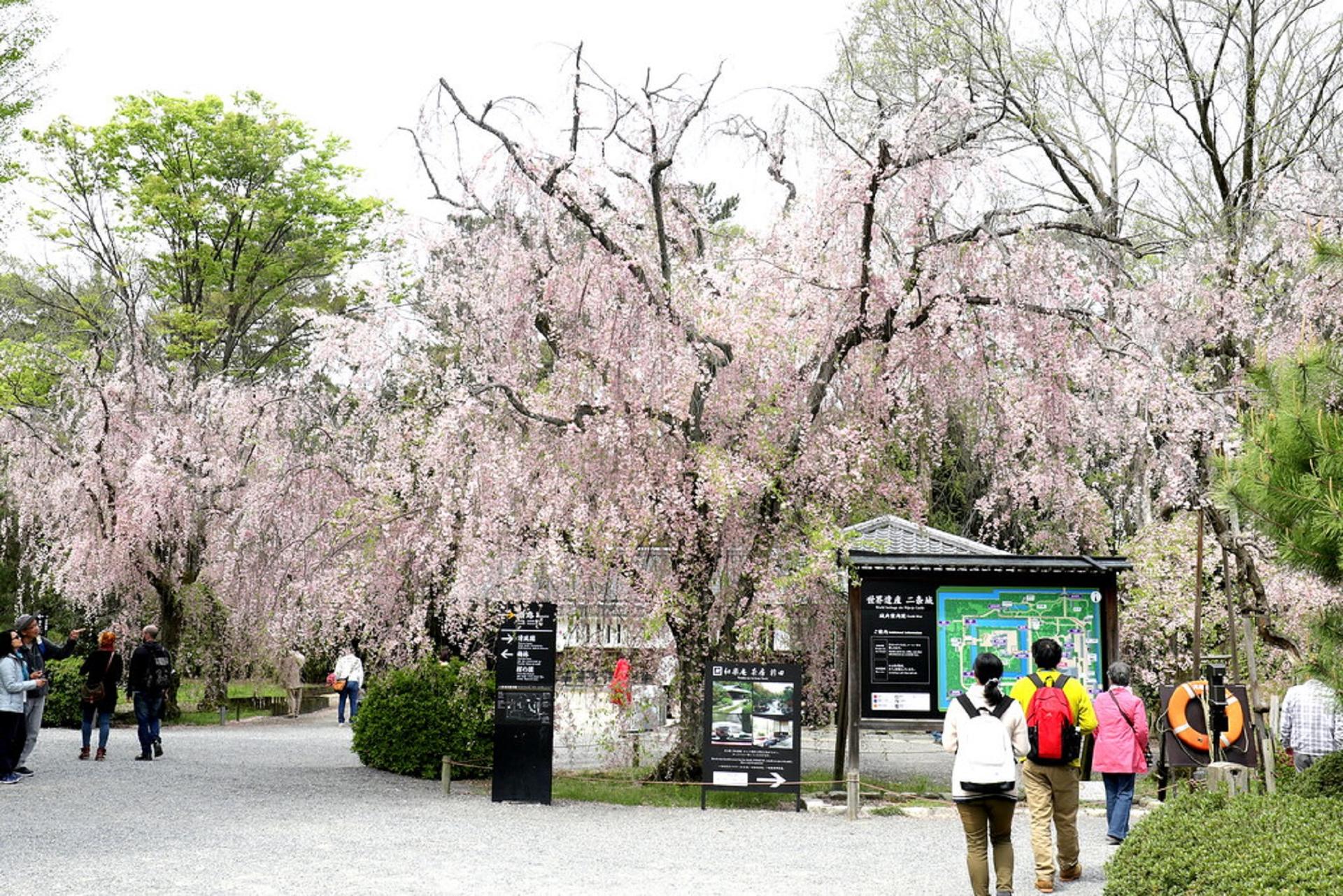 Kyoto Imperial Palace & Nijo Castle Small Group Guided Walking Tour  - Thumbnail 15