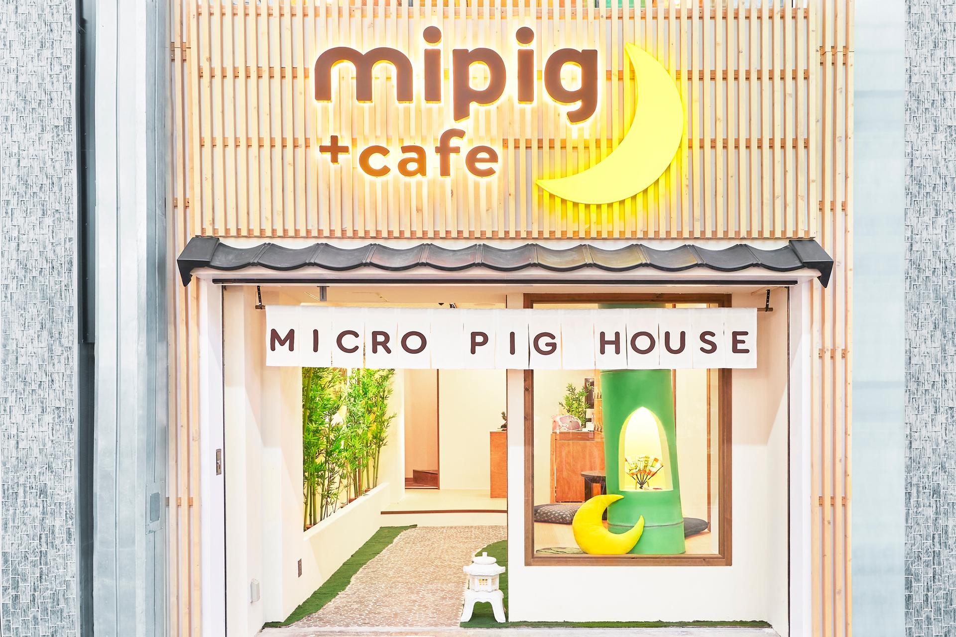 Micro Pig Cafe Experience in Kyoto - Thumbnail 5