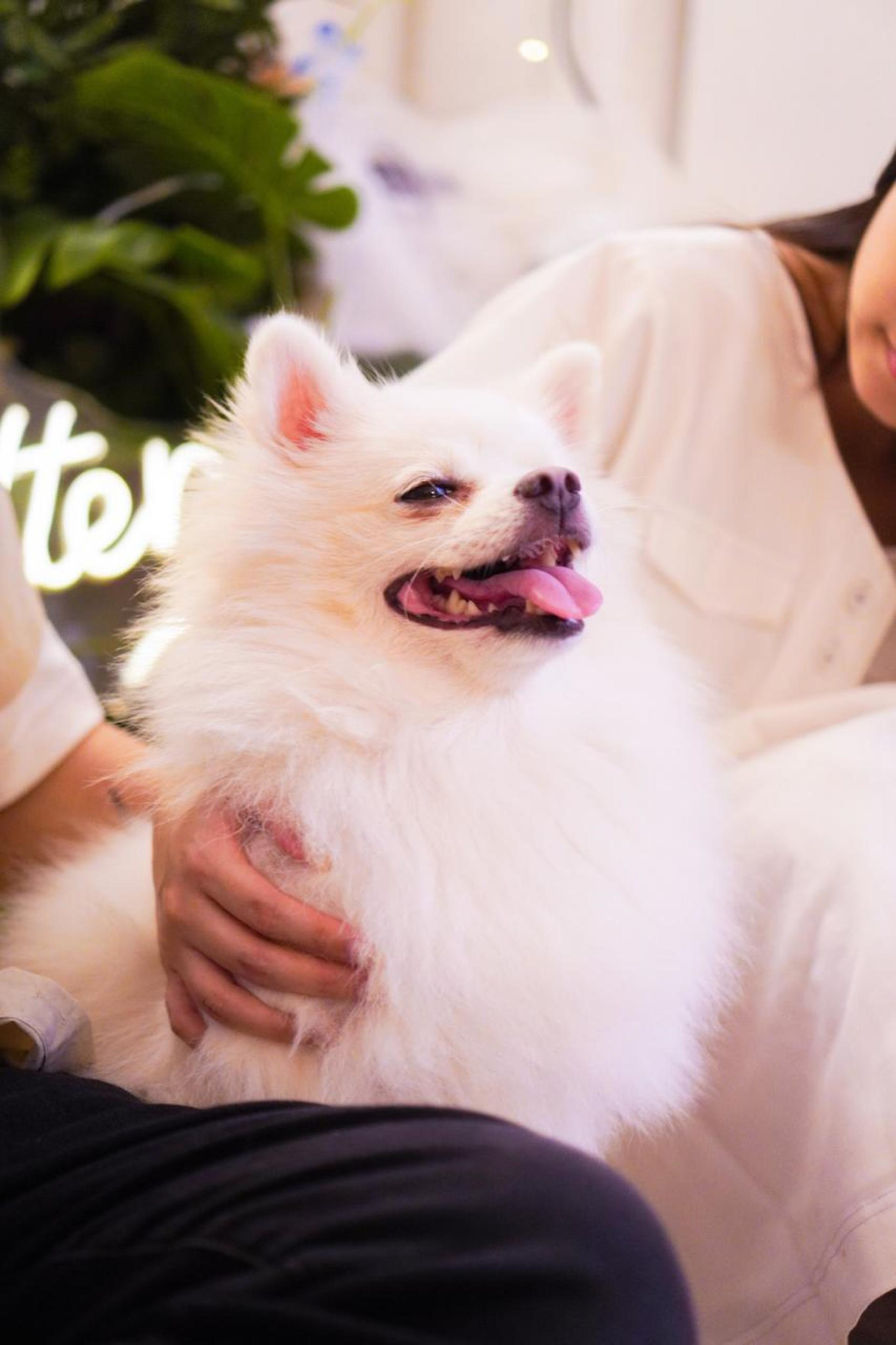 Hong Kong Kwun Tong Pet Photography (STUDIO) | Kwun Tong Studio + Kwun Tong Promenade - Thumbnail 8