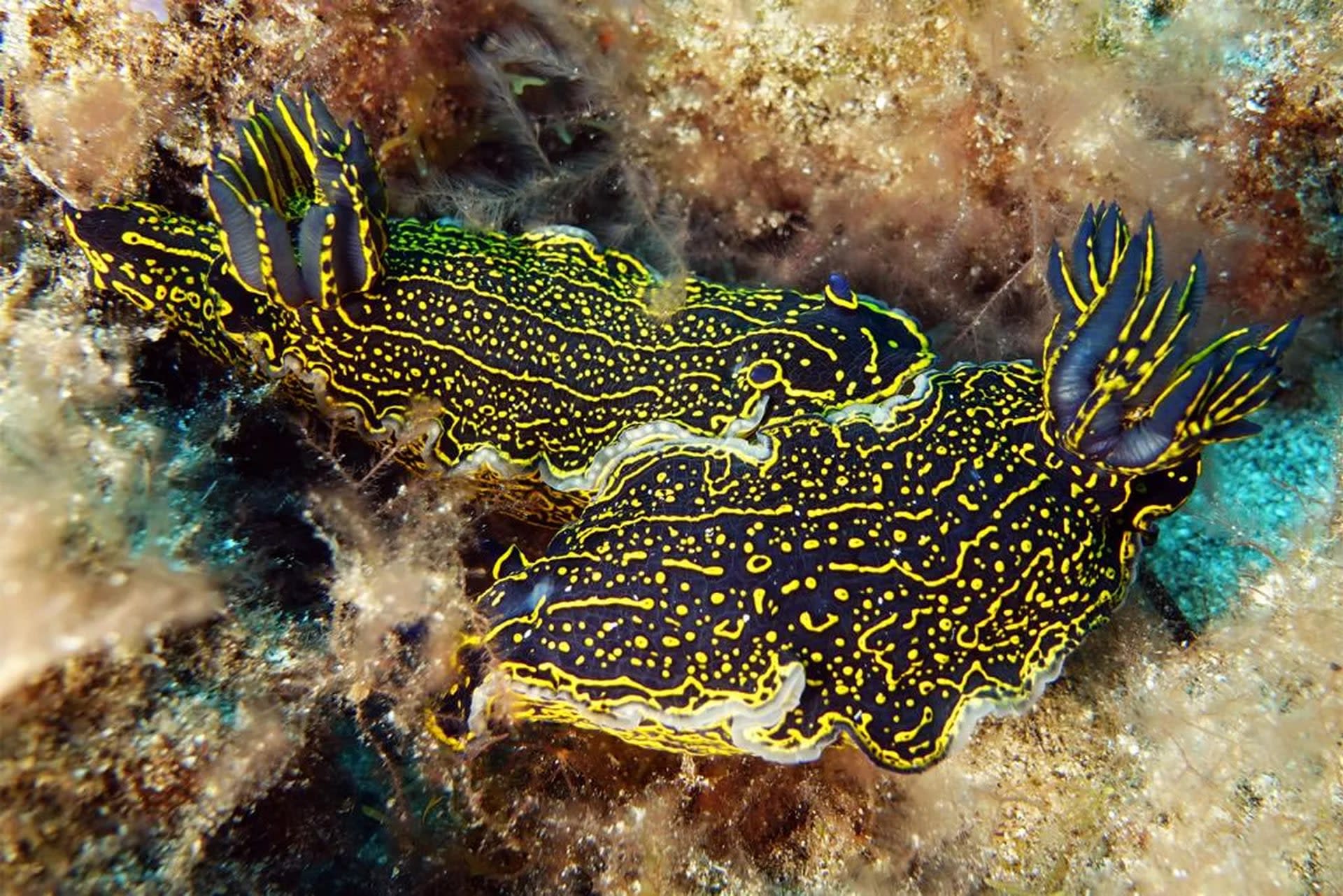 Gran Canaria Dive Renewal: Scuba Refresher with PADI 5* Dive Center - Thumbnail 2