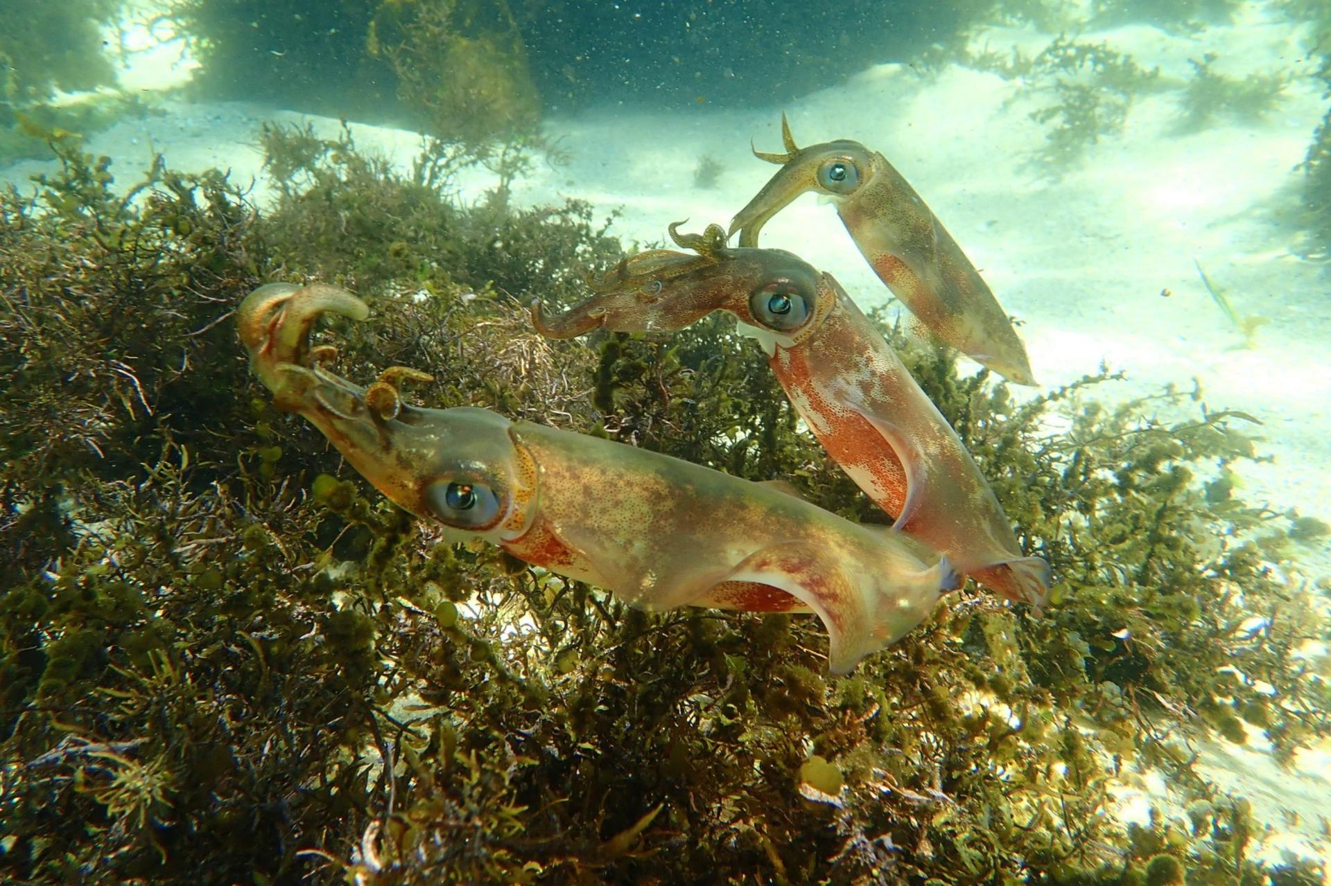 Family Snorkeling Tour with Private Guide In Sydney - Thumbnail 7
