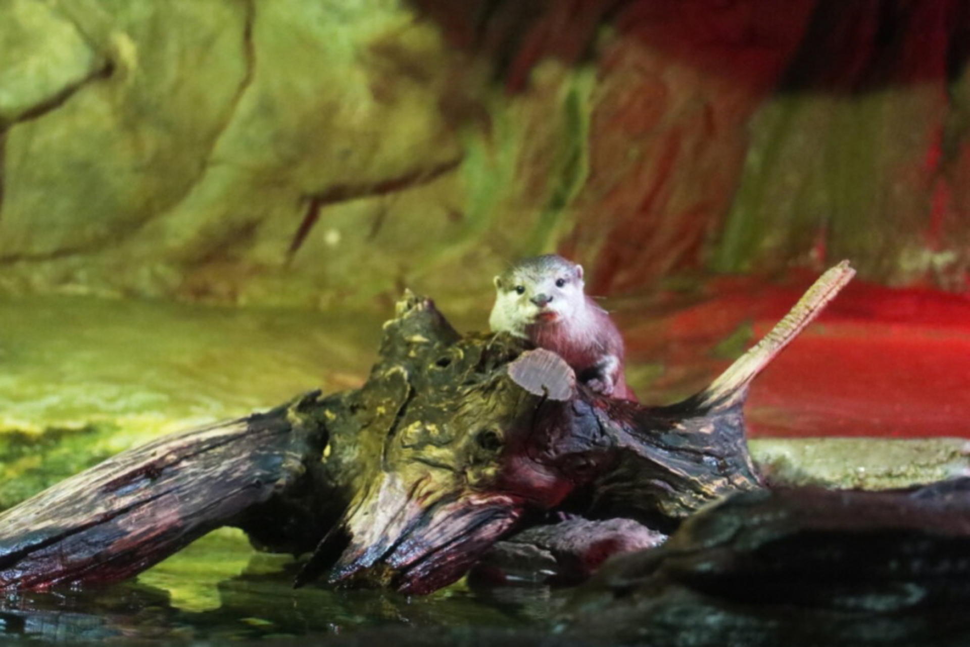 SEA LIFE COEX Seoul Aquarium Ticket - Thumbnail 8