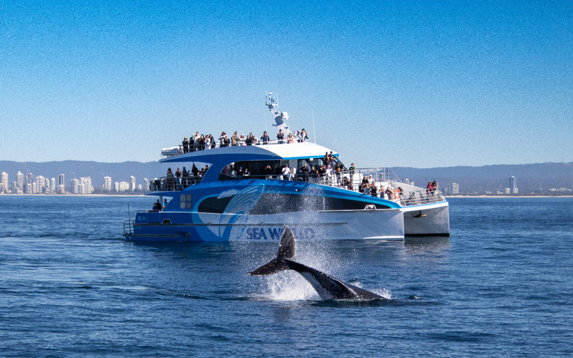 Sea World Whale Watching Experience with Sea World Ticket - Thumbnail 5
