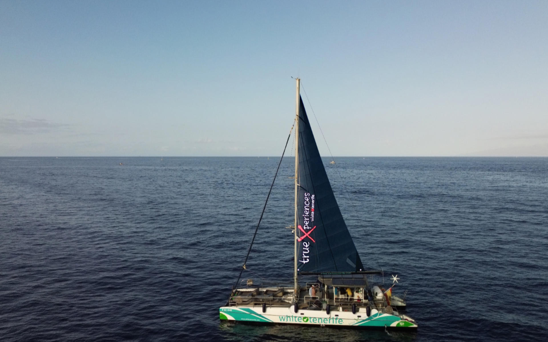 Whale and dolphin watching and listening experience in Costa Adeje - Thumbnail 6
