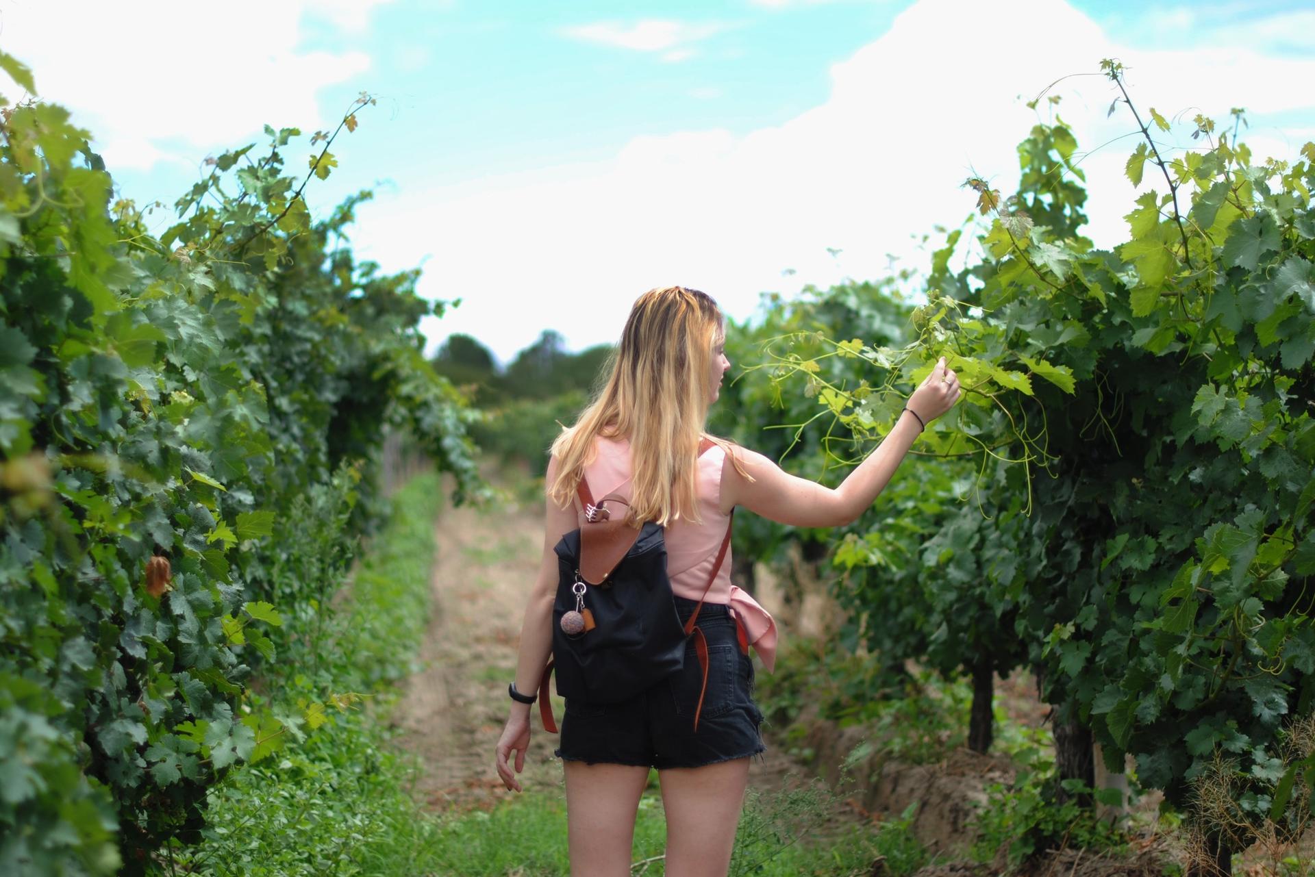 Muir Woods, Sonoma and Napa Wine Country Day Tour from San Francisco - Thumbnail 3