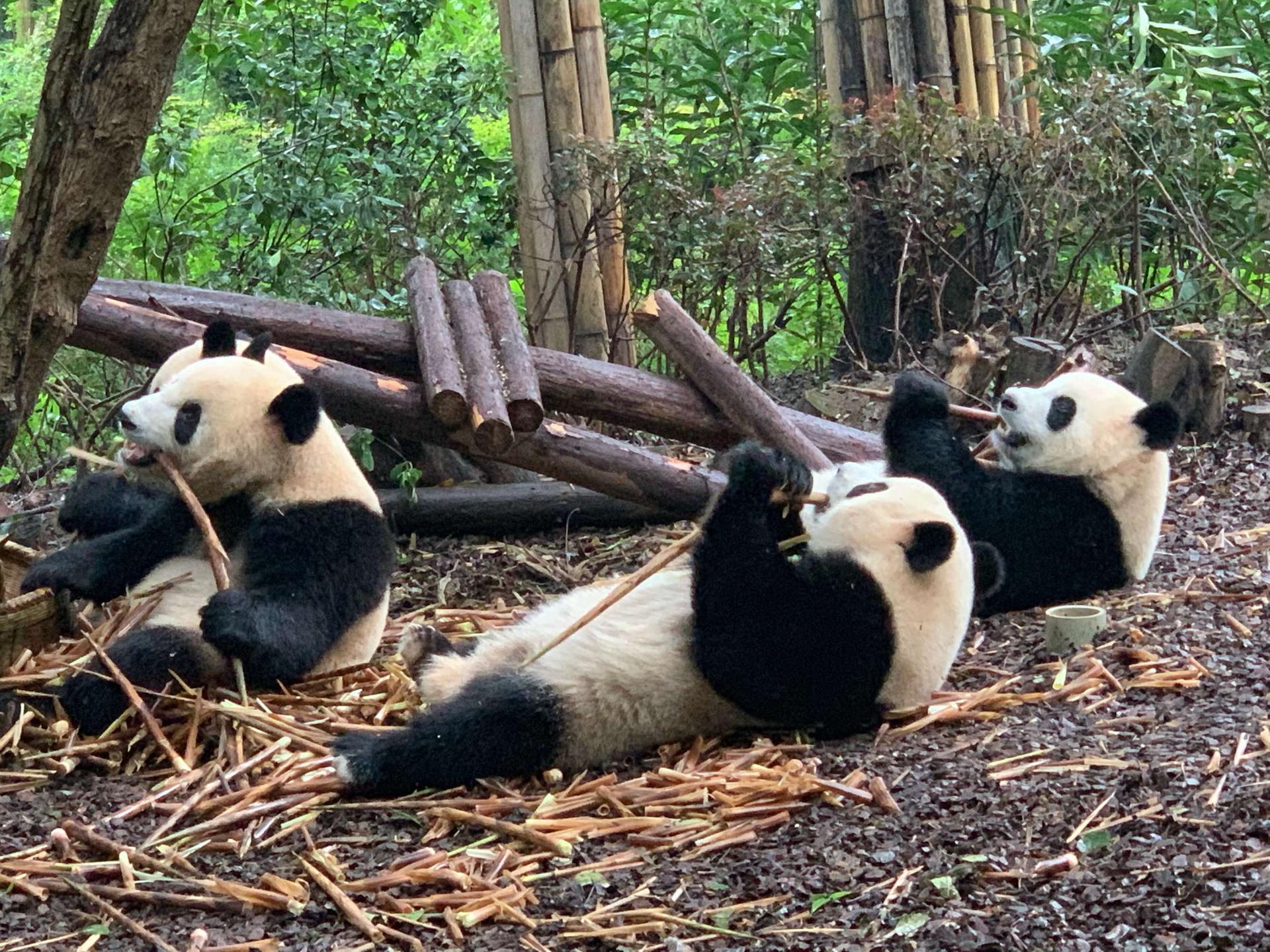 Chengdu Giant Panda Breeding Research Base Small Group Half-Day Tour - Thumbnail 6