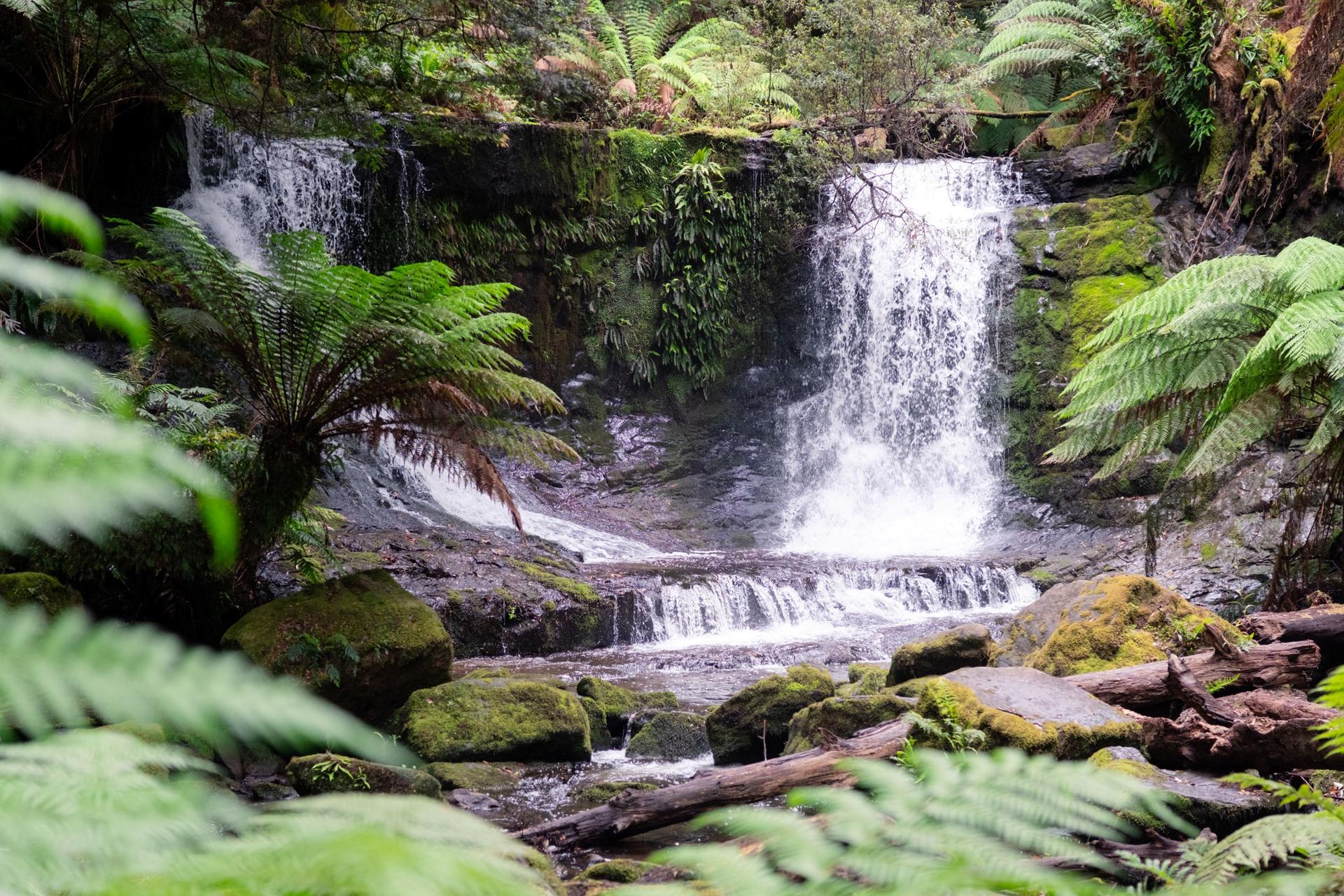 Mt Field National Park, Bonorong Wildlife & Mt. Wellington summit - Thumbnail 2