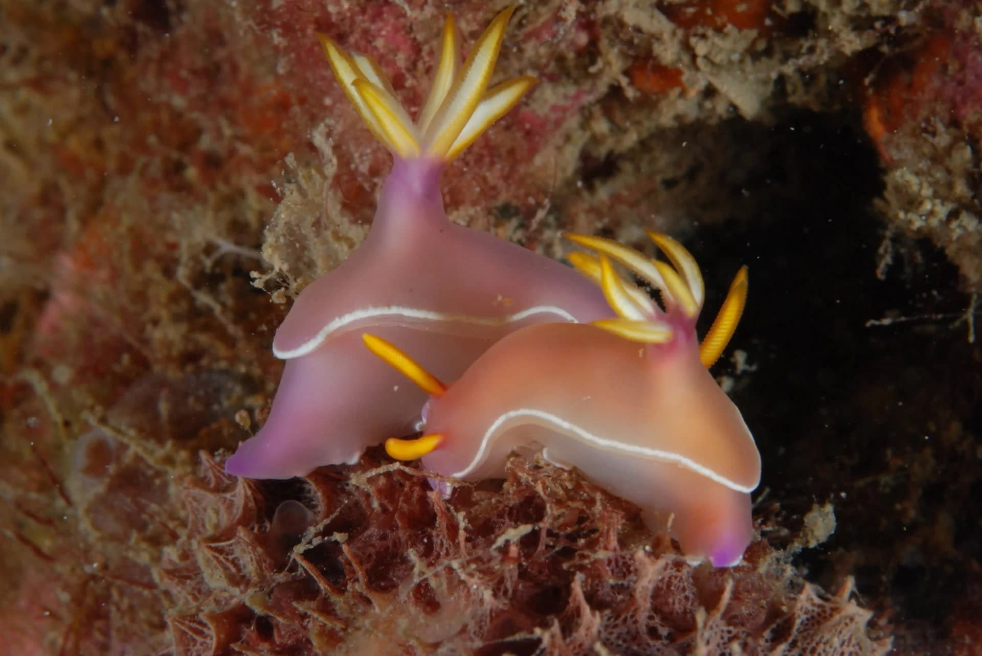 Discover the Depths of Nha Trang: Open Water Diver with PADI Center - Thumbnail 3