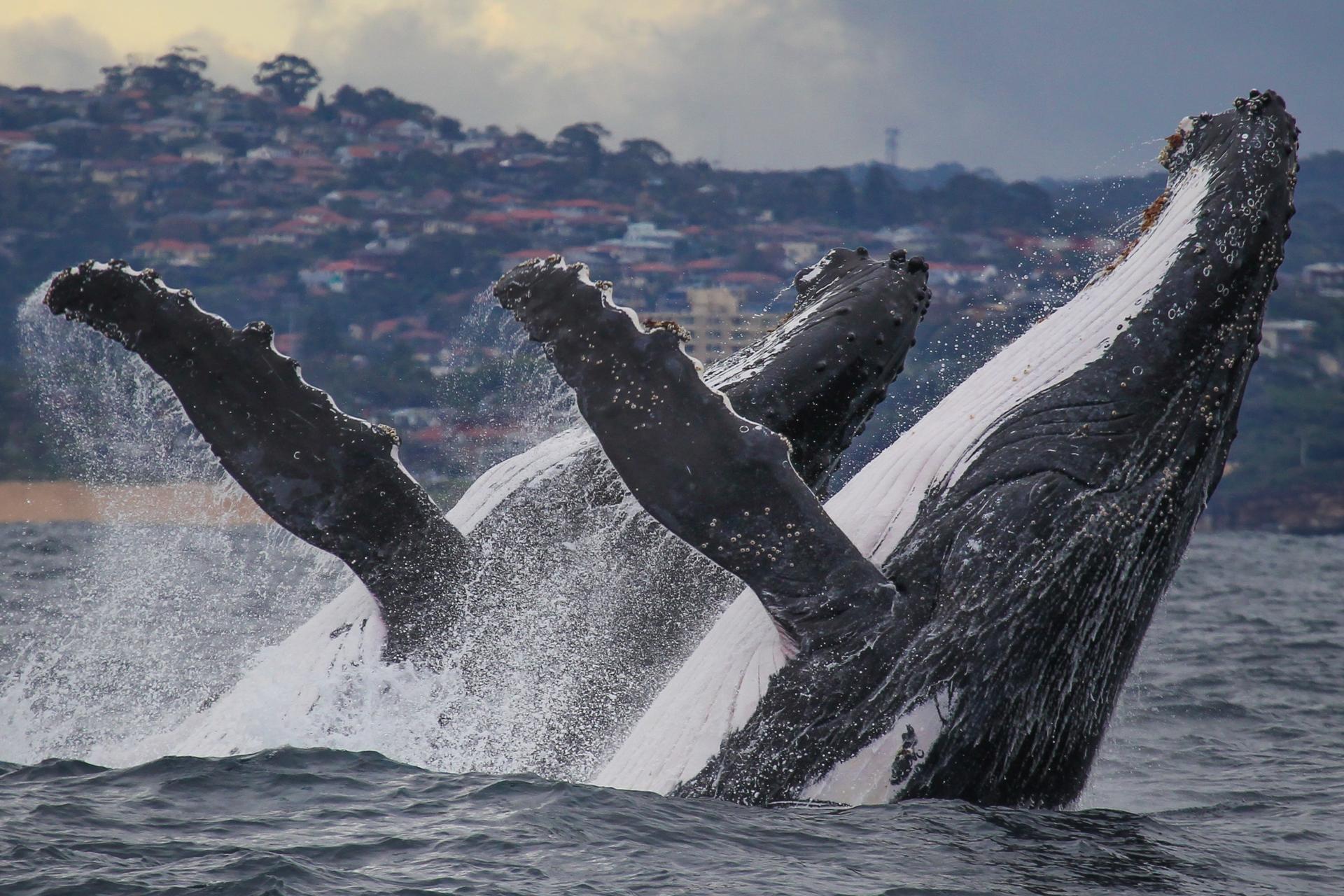 2.5-Hour Whale Watching Discovery Cruise on Sydney Harbour - Thumbnail 2