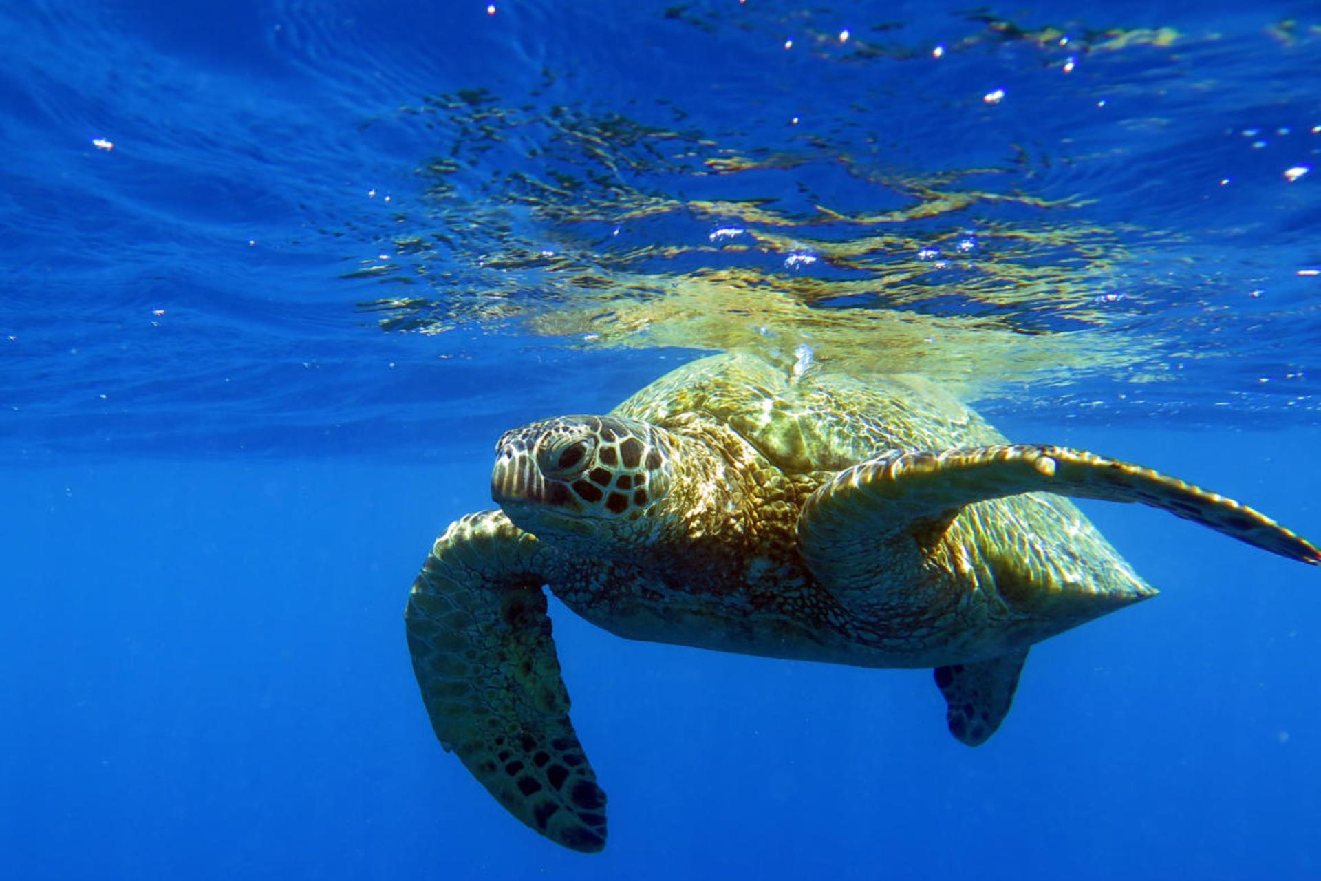 Turtle Canyon Snorkeling Adventure in Honolulu - Thumbnail 2