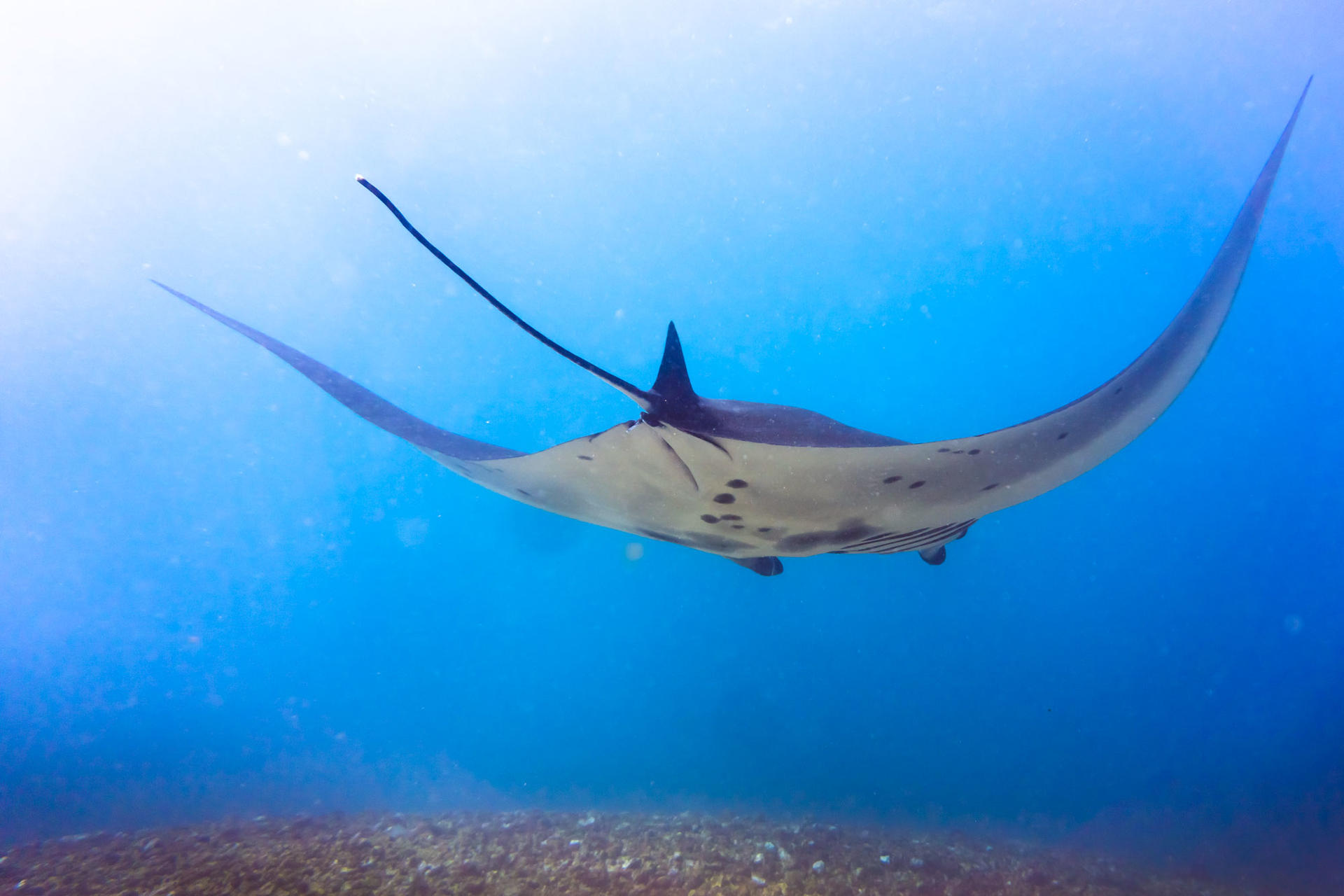 Marine Marvels: Full-Day Komodo Dive Exploration with PADI 5* Center - Thumbnail 4